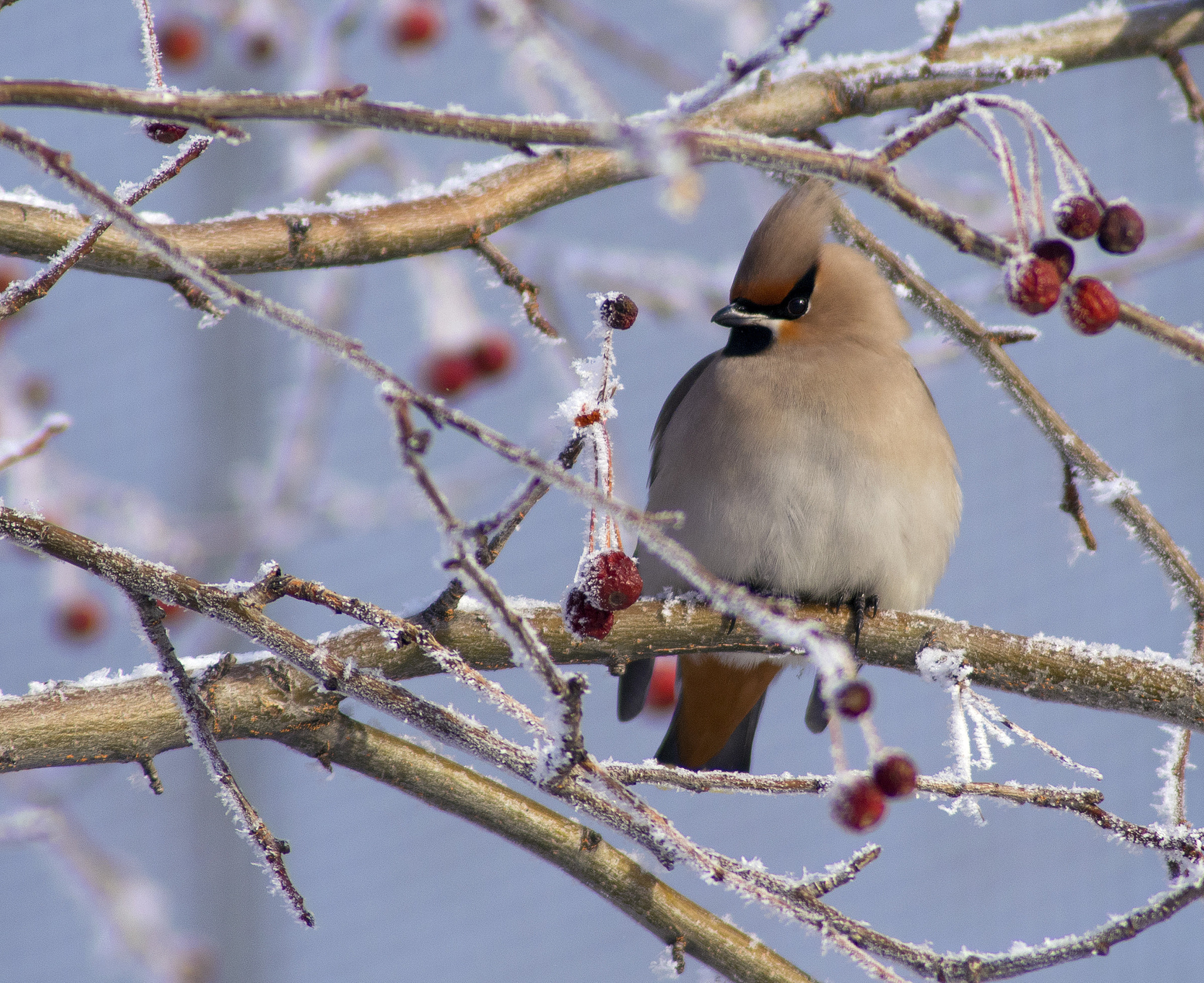 Pentax K-r + Tamron AF 70-300mm F4-5.6 LD Macro 1:2 sample photo. Beauty waxwing photography