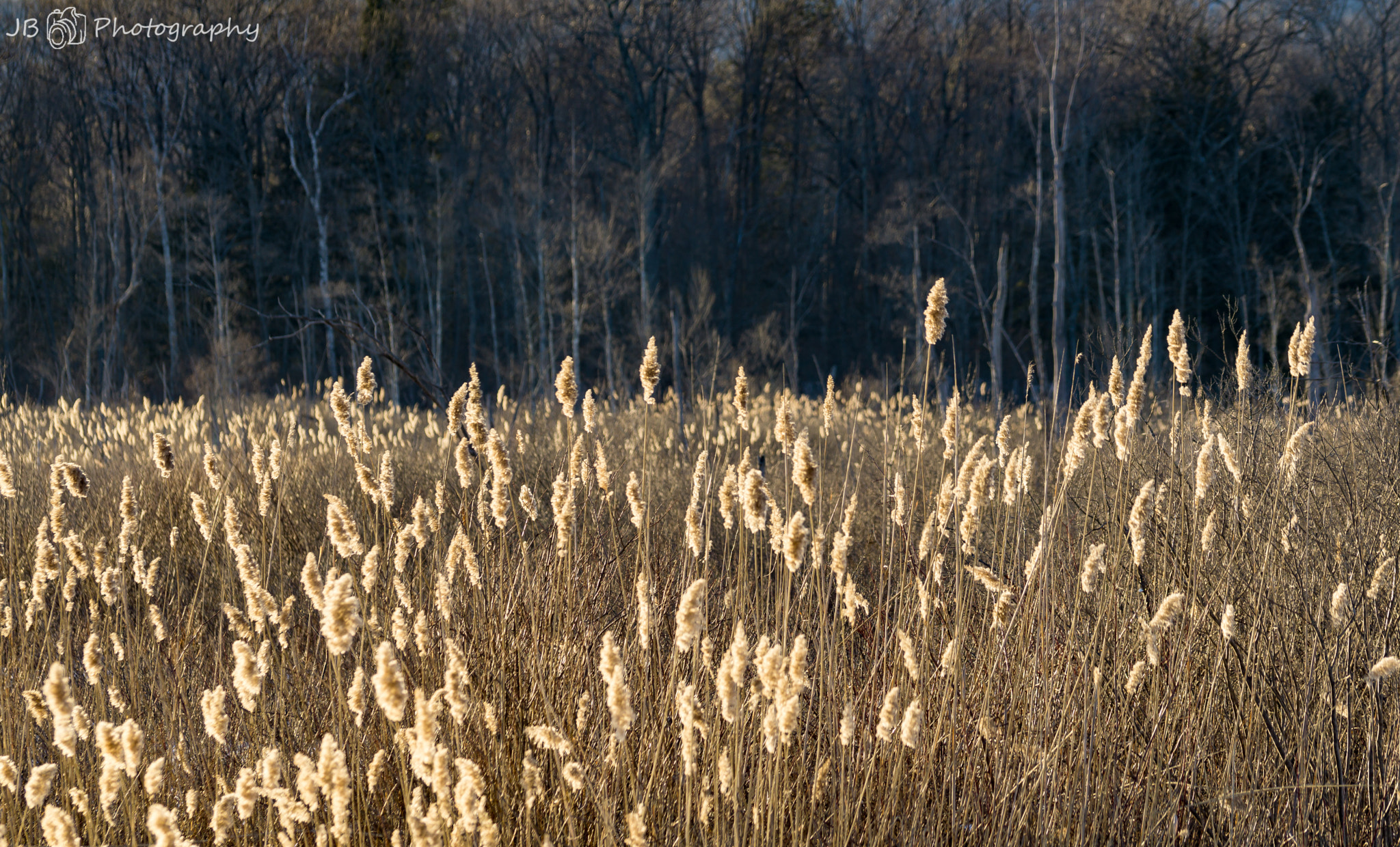 Sony a6000 sample photo. Field of stuff photography