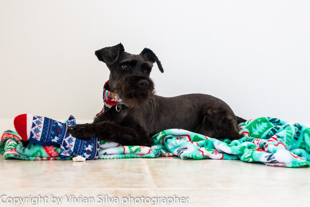 Canon EOS 40D sample photo. Lucky, schnouzer mix with poodle photography