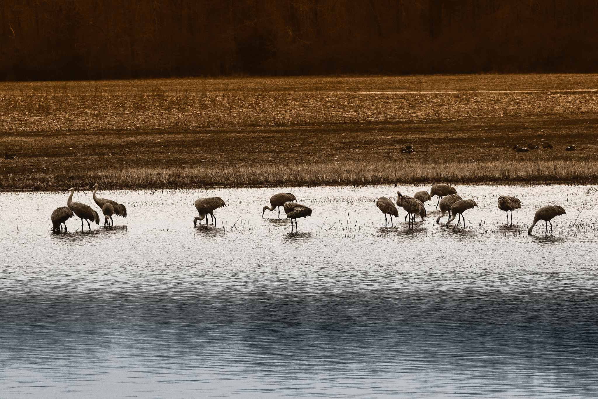 Sigma 150-600mm F5-6.3 DG OS HSM | C sample photo. Edit photography