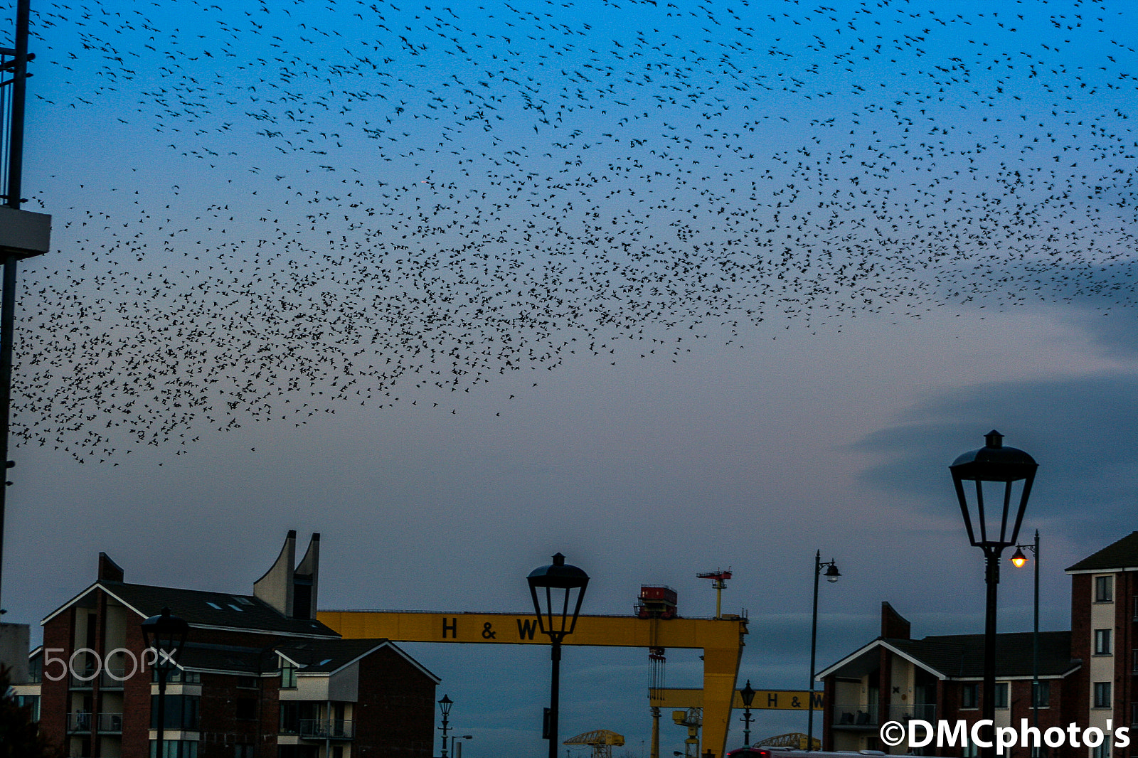 Canon EOS 400D (EOS Digital Rebel XTi / EOS Kiss Digital X) + EF75-300mm f/4-5.6 sample photo. Starling gathering in belfast northern ireland photography