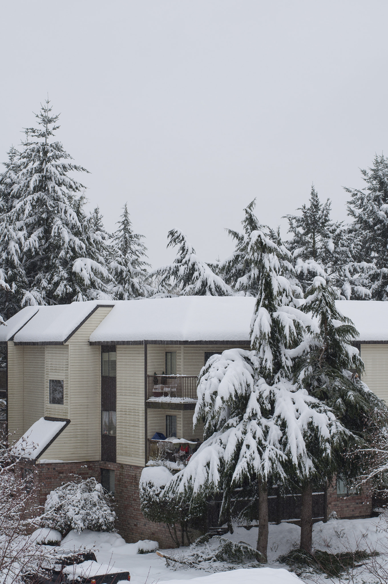 Nikon D5000 sample photo. Recent snowfall in surrey photography