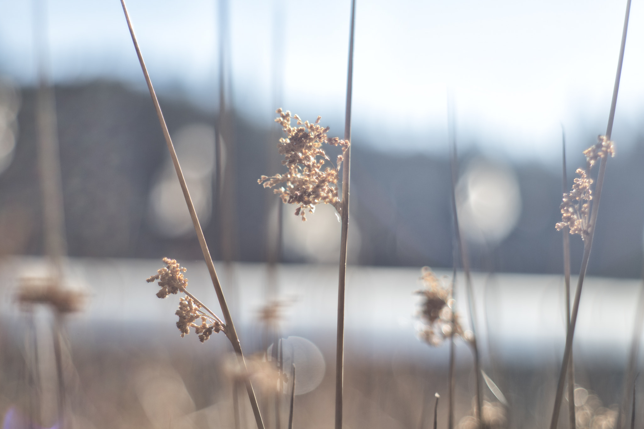 A Series Lens sample photo. Weeds photography