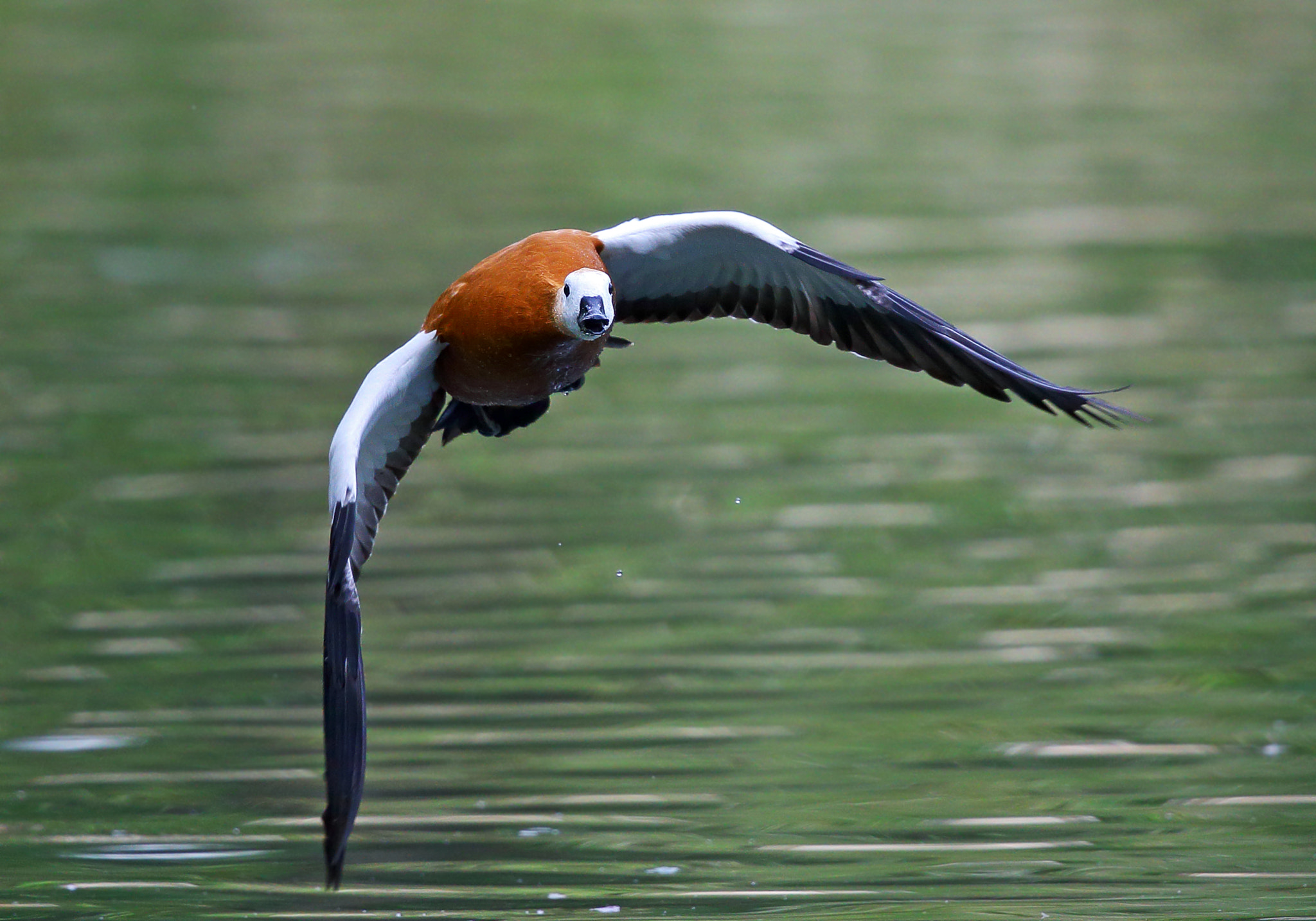 Canon EF 300mm F2.8L IS II USM sample photo. Tadorna ferruginea photography