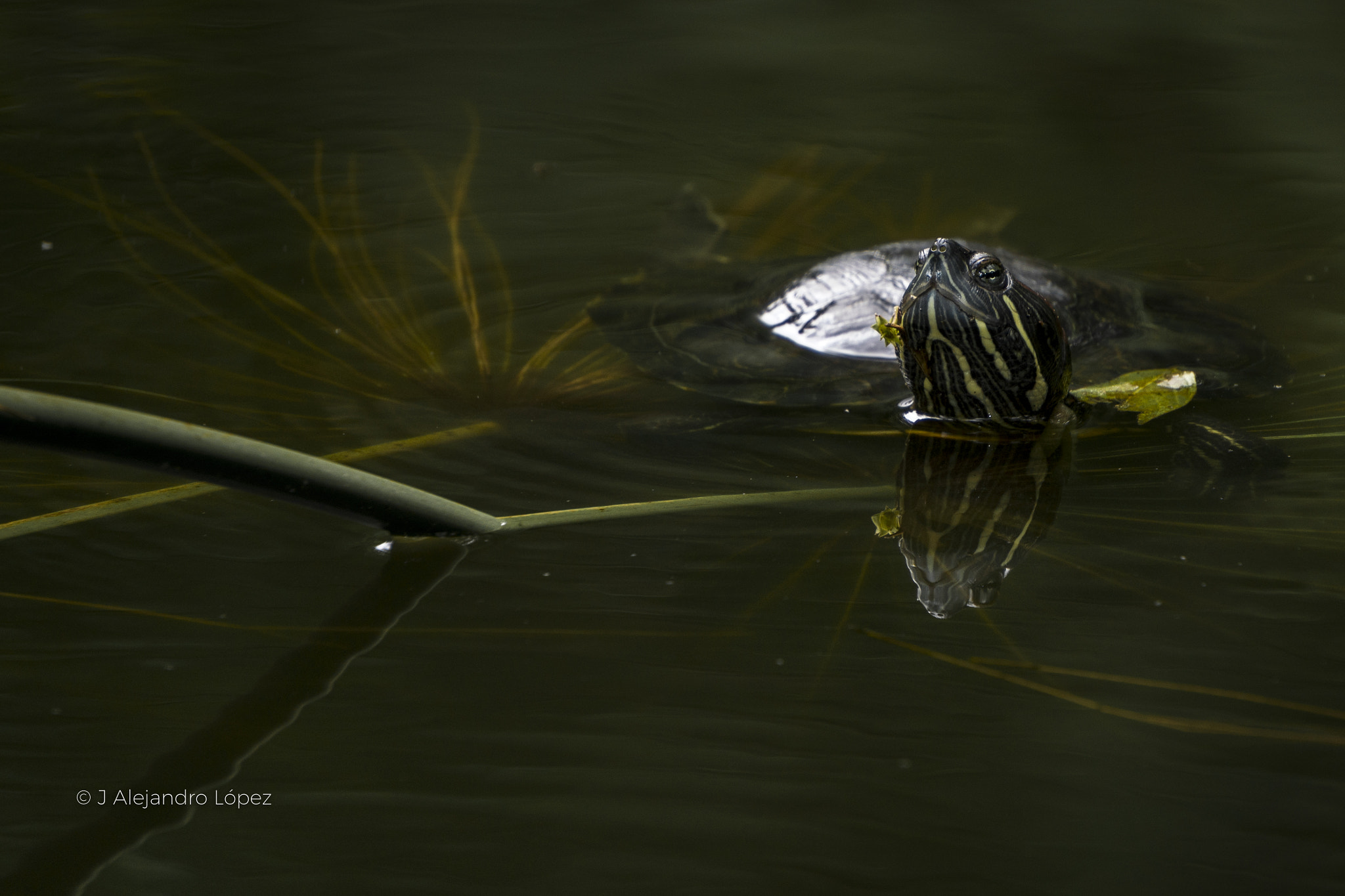 Sony a6300 + Sony E 55-210mm F4.5-6.3 OSS sample photo. Little turtle. photography