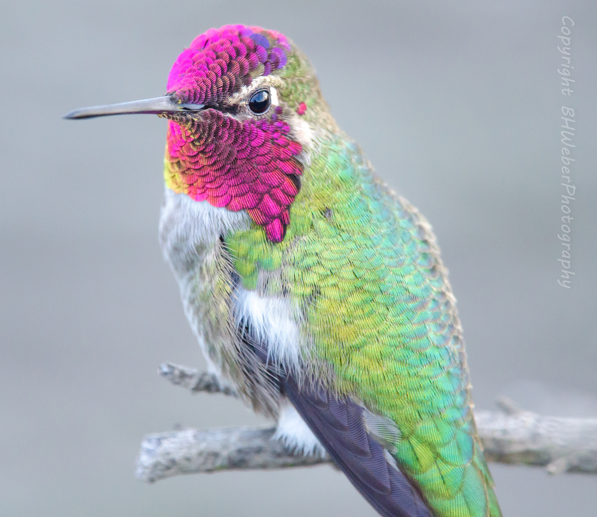 Nikon Nikkor AF-S 300mm F4E PF ED VR sample photo. Hummingbird glance photography