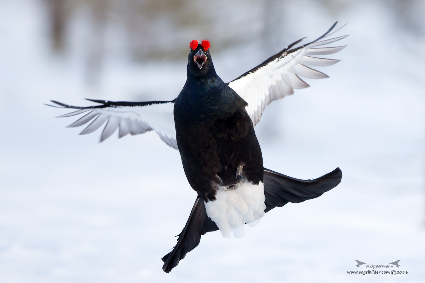 Canon EF 600mm F4L IS II USM sample photo. Birkhahn / blackgrouse  photography