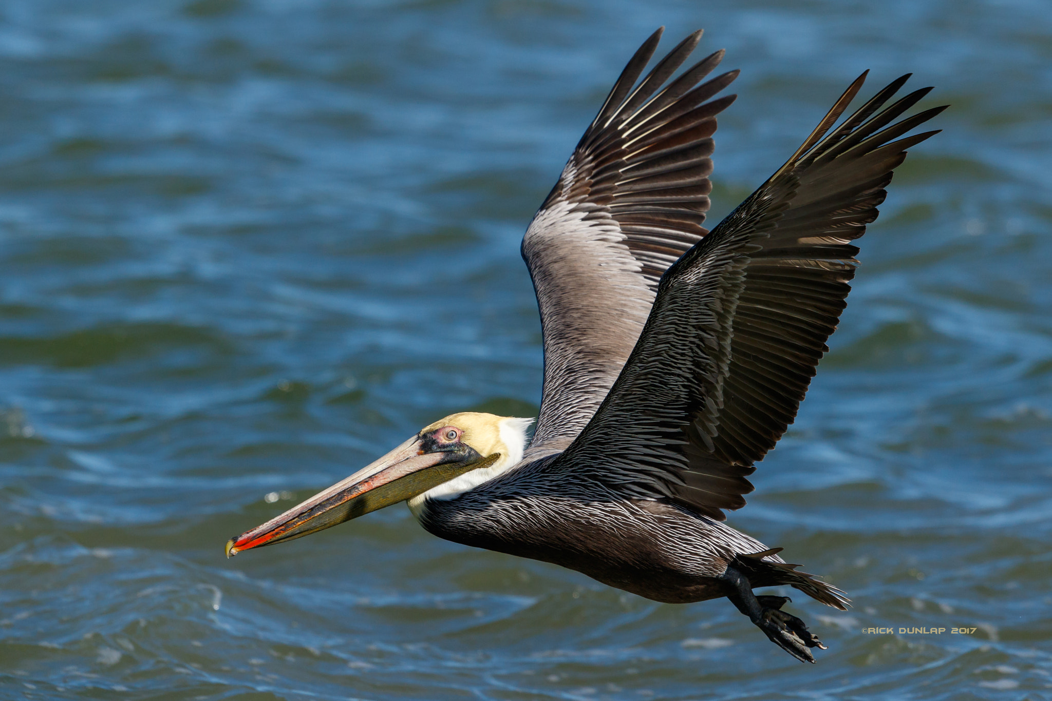 Canon EOS 7D Mark II + Canon EF 500mm F4L IS II USM sample photo. Brown pelican photography