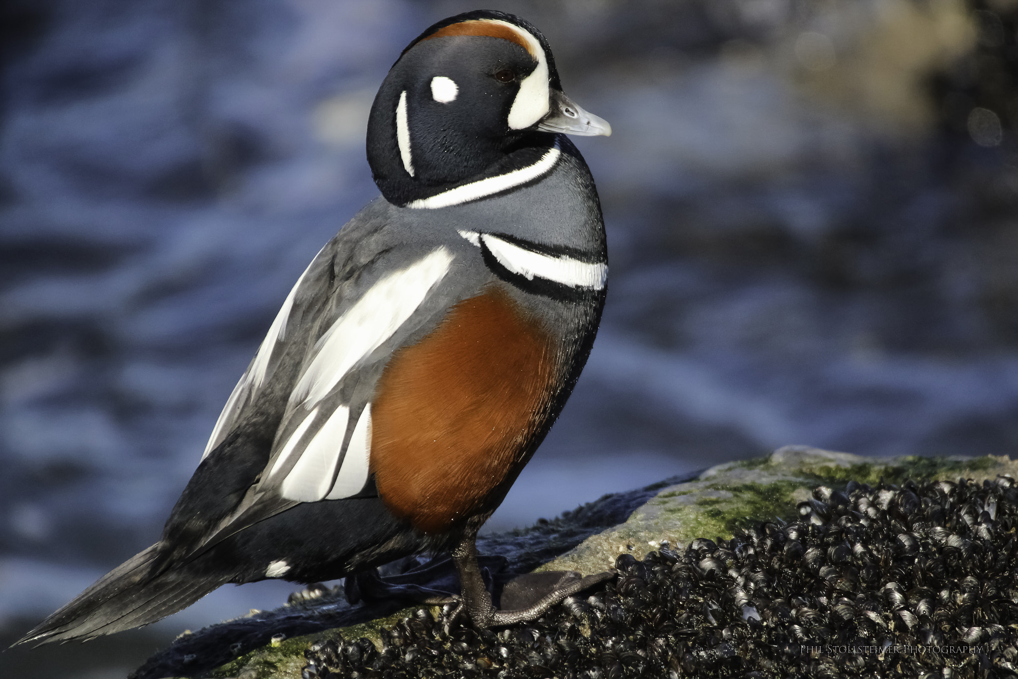 Canon EOS 600D (Rebel EOS T3i / EOS Kiss X5) sample photo. Harlequin duck photography