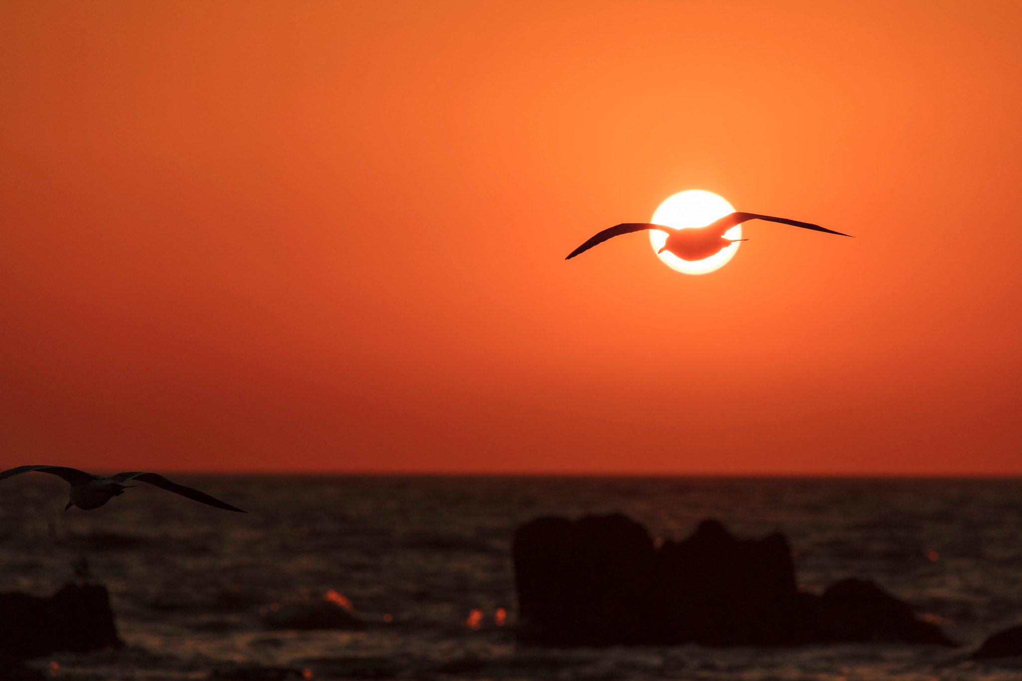 Canon EF 28-300mm F3.5-5.6L IS USM sample photo. Sun and seagull photography