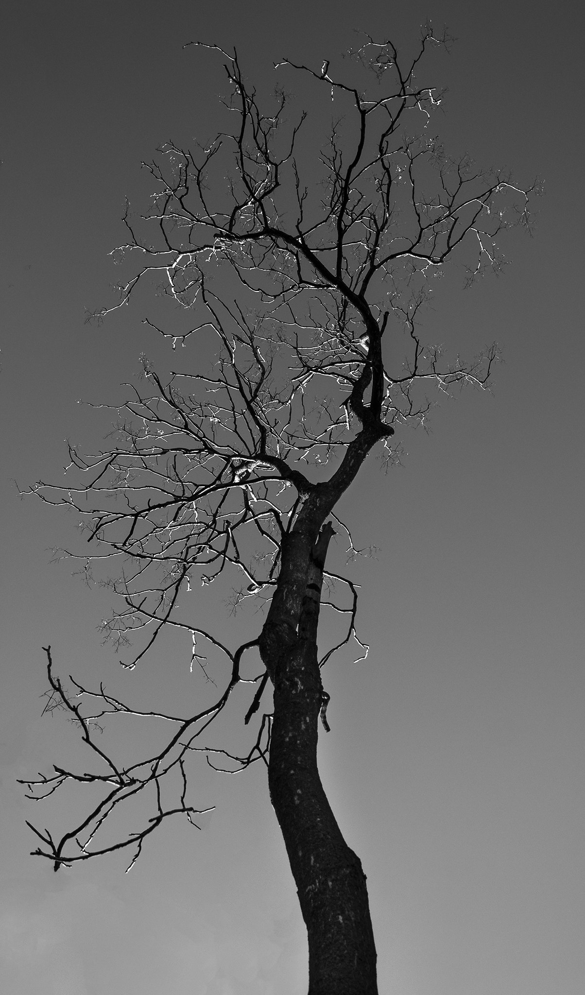 Canon EF-S 18-55mm F3.5-5.6 IS sample photo. The sentimental growth photography