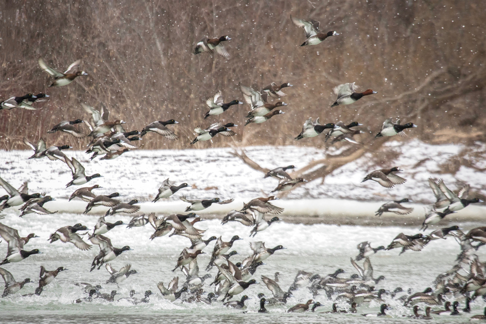 Canon EF 100-400mm F4.5-5.6L IS USM sample photo. Take off photography