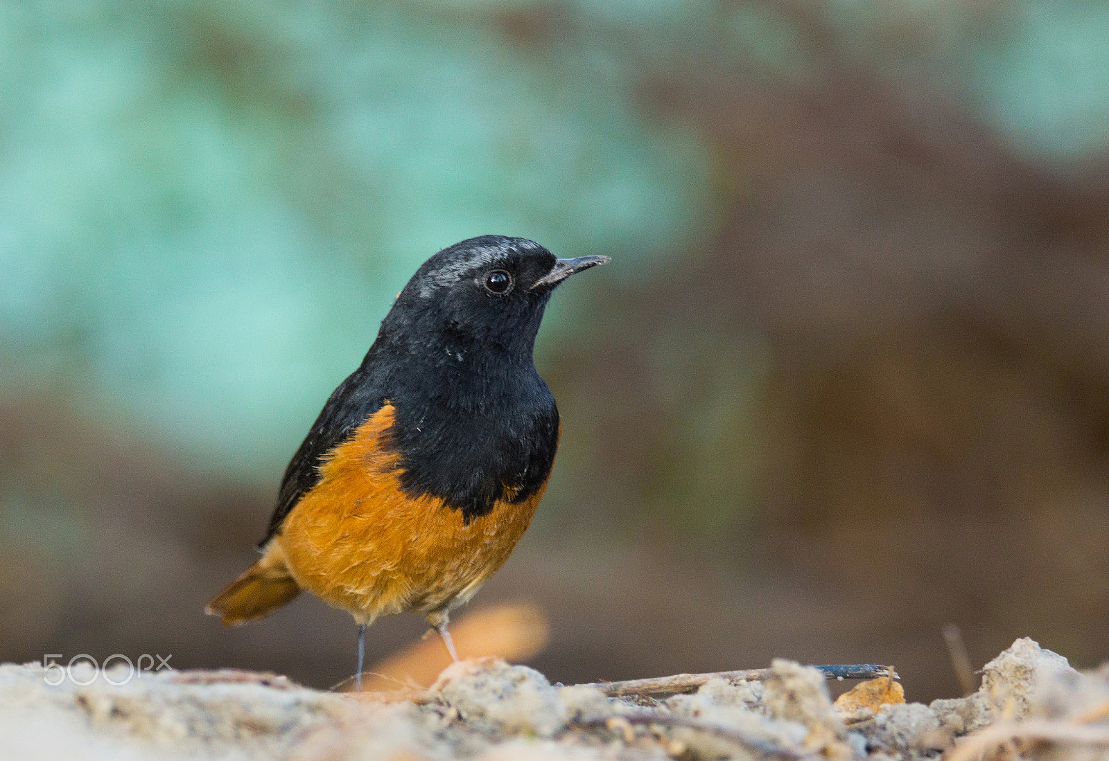 Sony SLT-A65 (SLT-A65V) + Tamron SP 150-600mm F5-6.3 Di VC USD sample photo. Black redstart photography