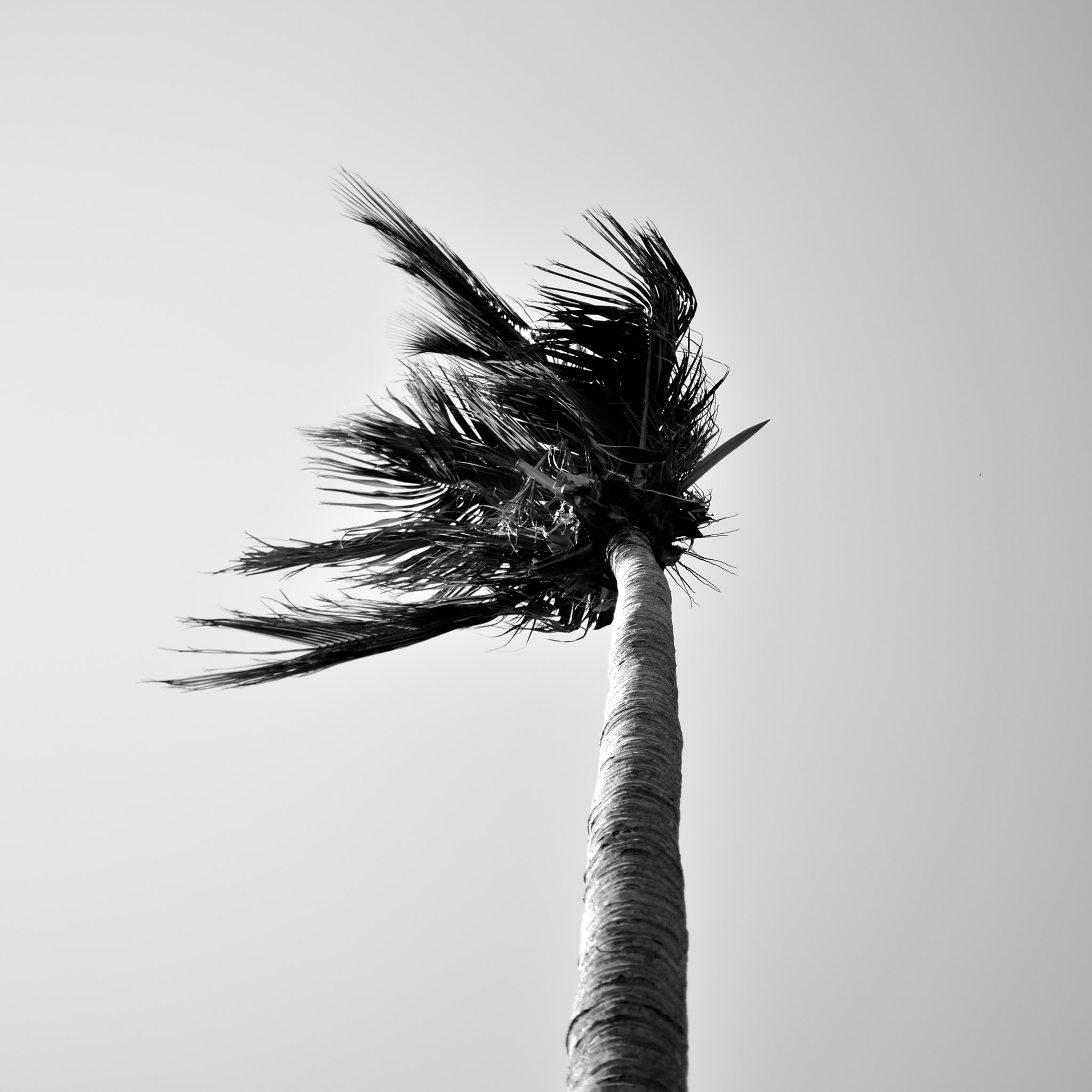 Nikon D3400 + Nikon AF-S DX Nikkor 35mm F1.8G sample photo. Palmera en barrillas photography