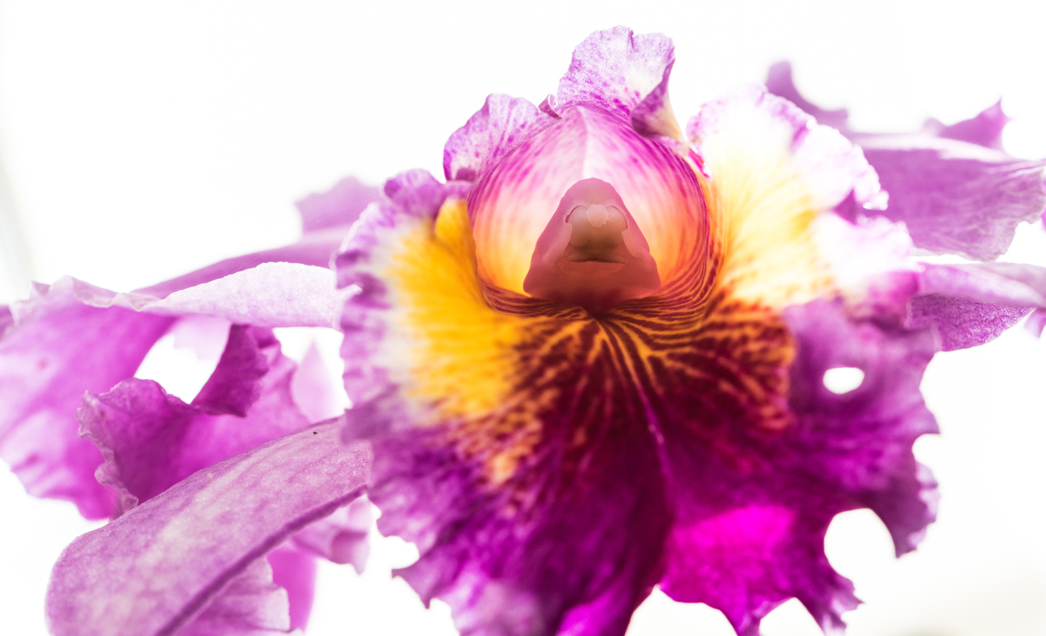 Nikon D810 sample photo. Orchid photography