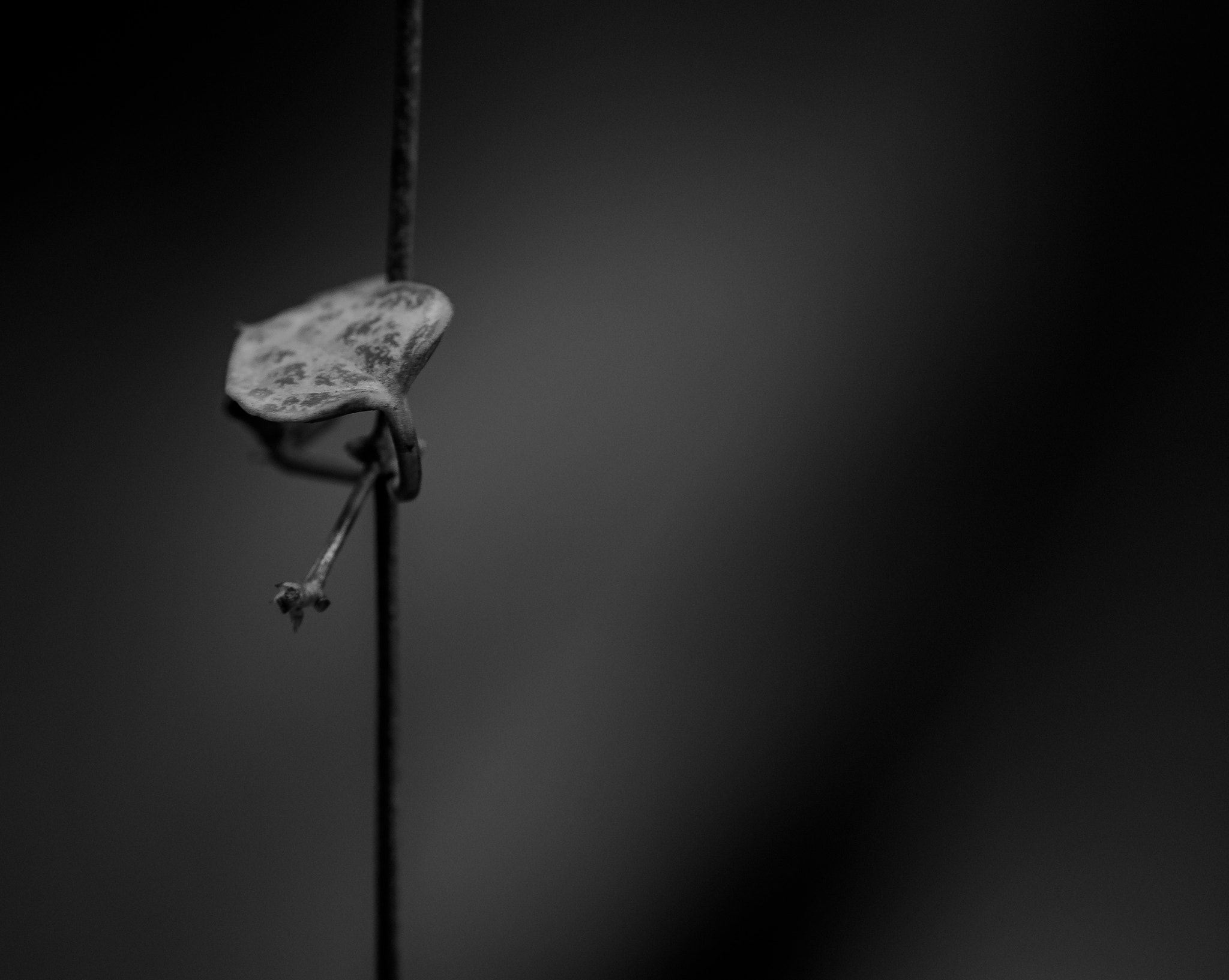 Nikon D810 sample photo. Single photography
