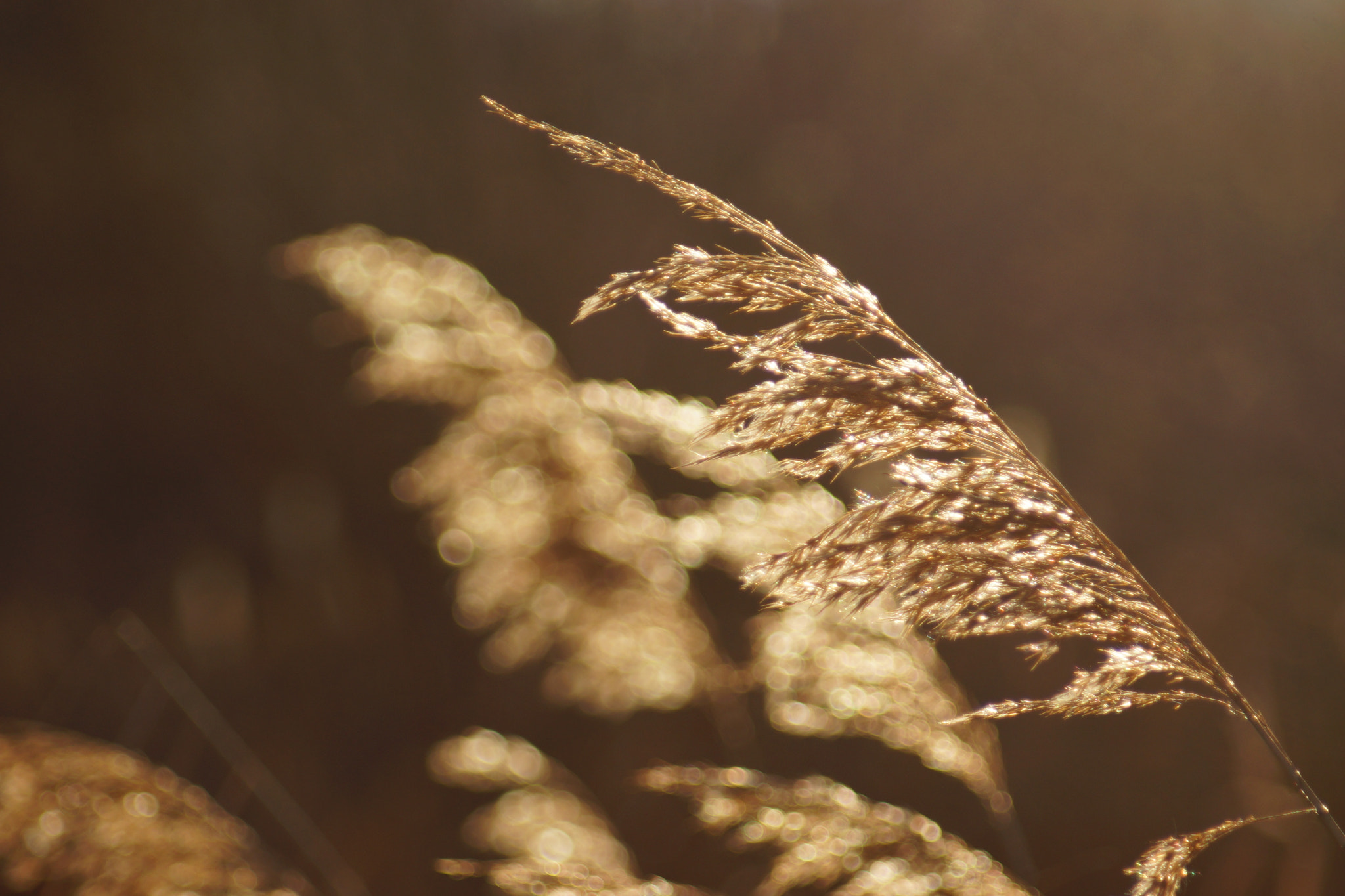 Minolta AF 70-210mm F4.5-5.6 [II] sample photo. Shades of gold  photography