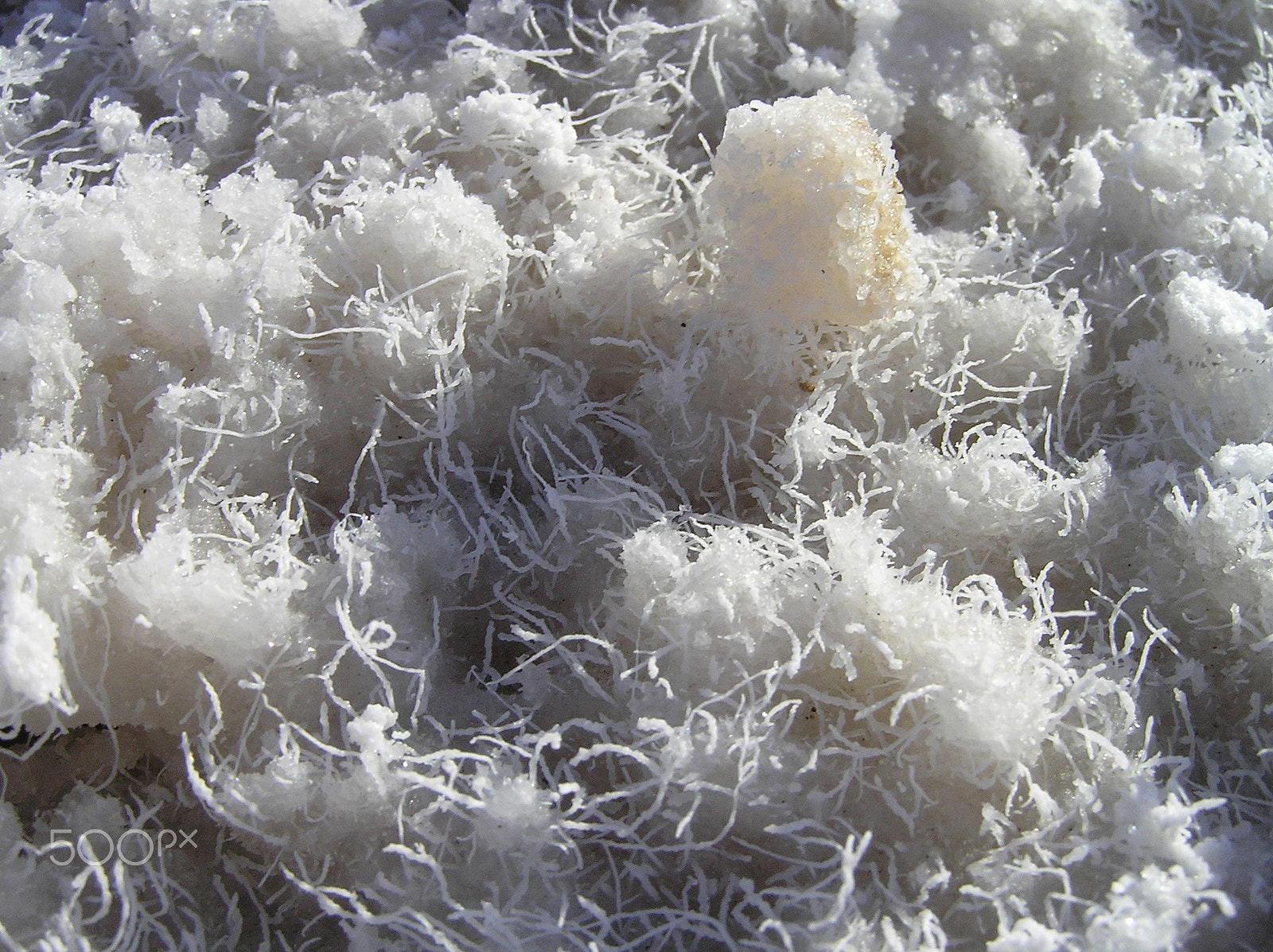 Olympus C765UZ sample photo. Hairy salt photography