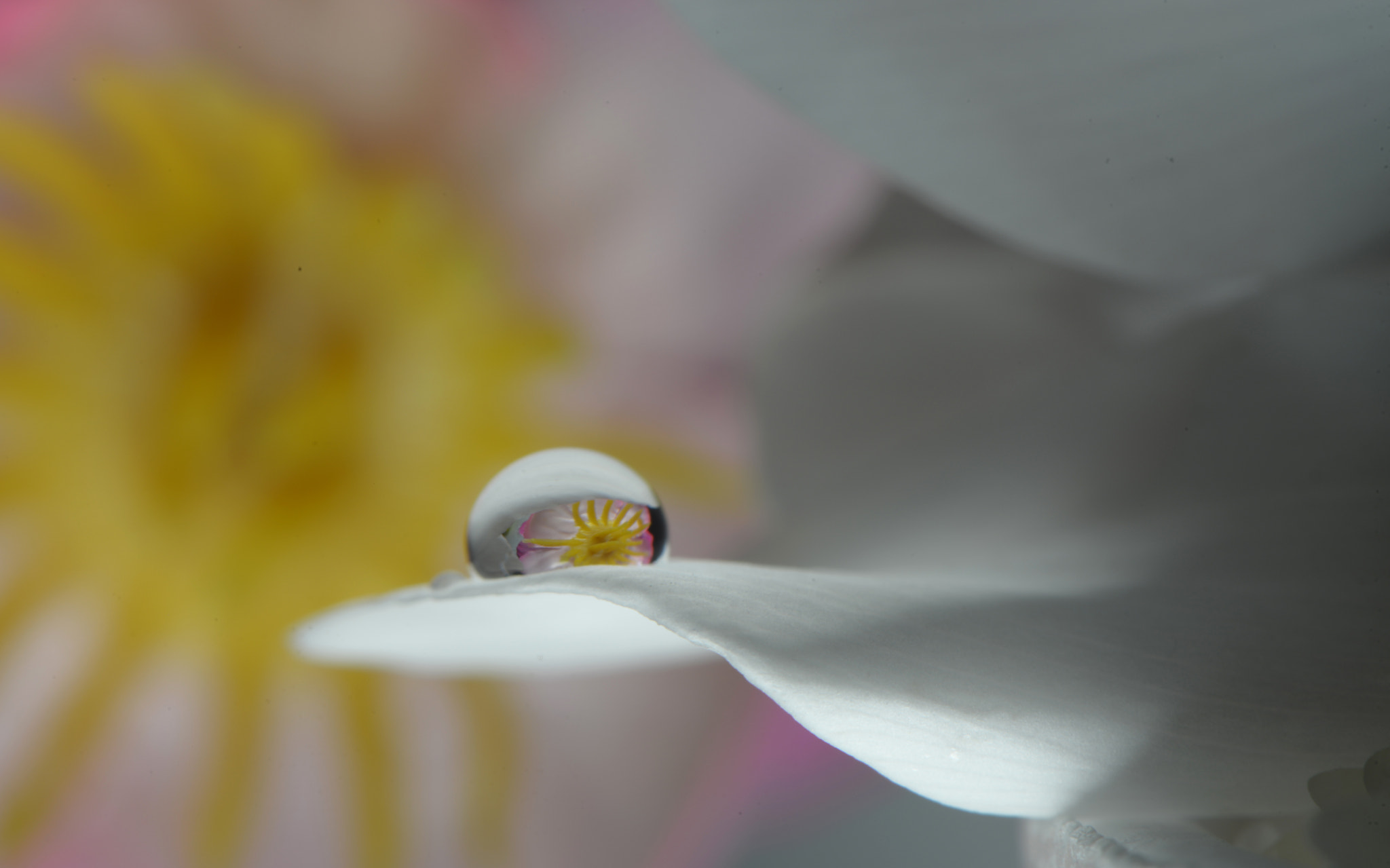 Nikon D800 + AF Zoom-Nikkor 28-70mm f/3.5-4.5D sample photo. Water drop reflection.. photography