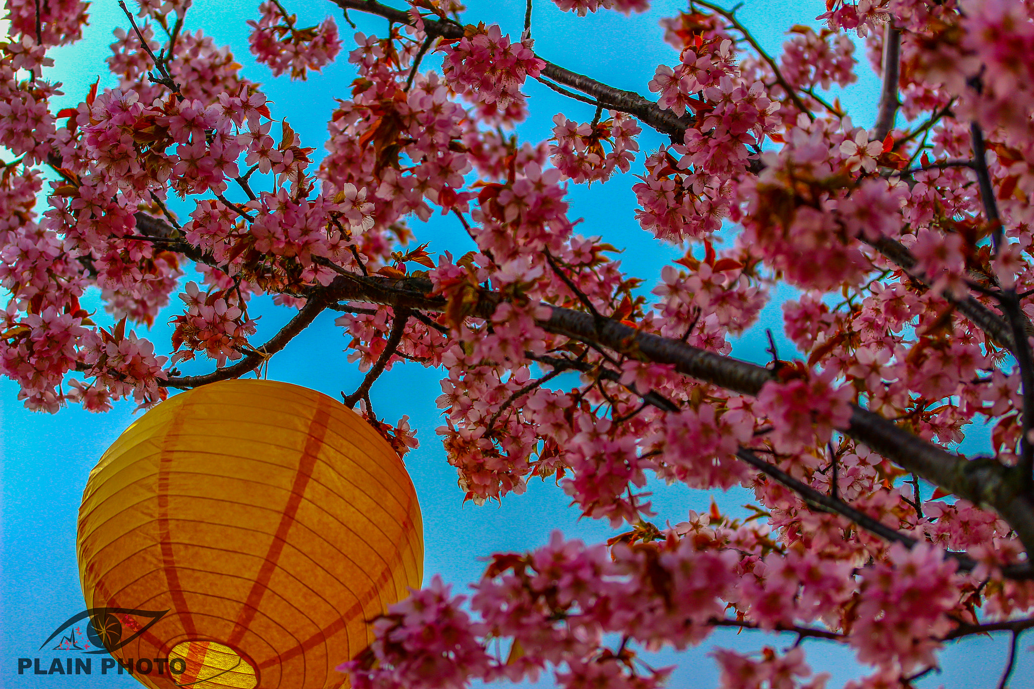 Canon EF-S 60mm F2.8 Macro USM sample photo. Sakura tree photography