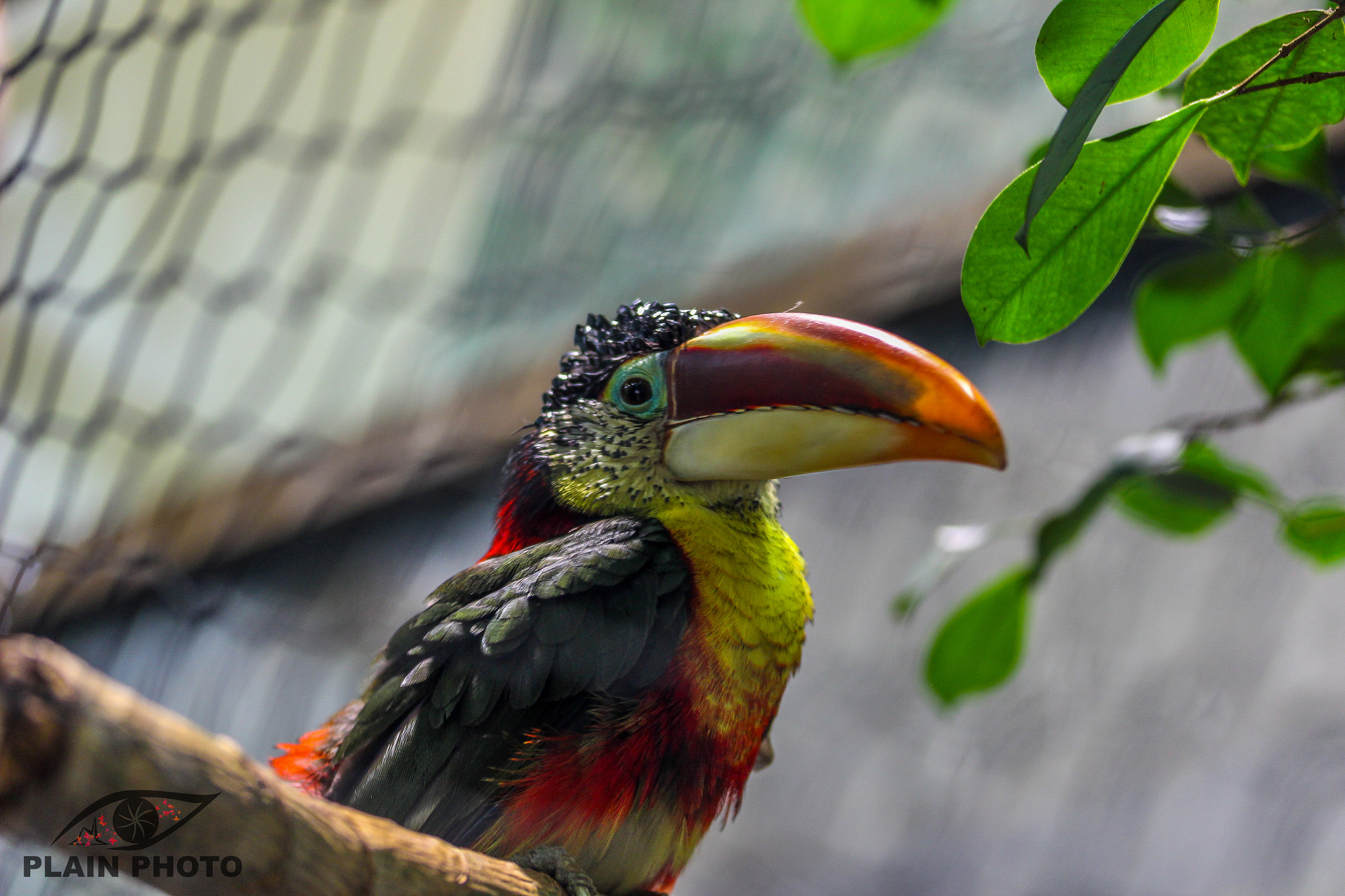 Canon EF-S 60mm F2.8 Macro USM sample photo. Toucan photography