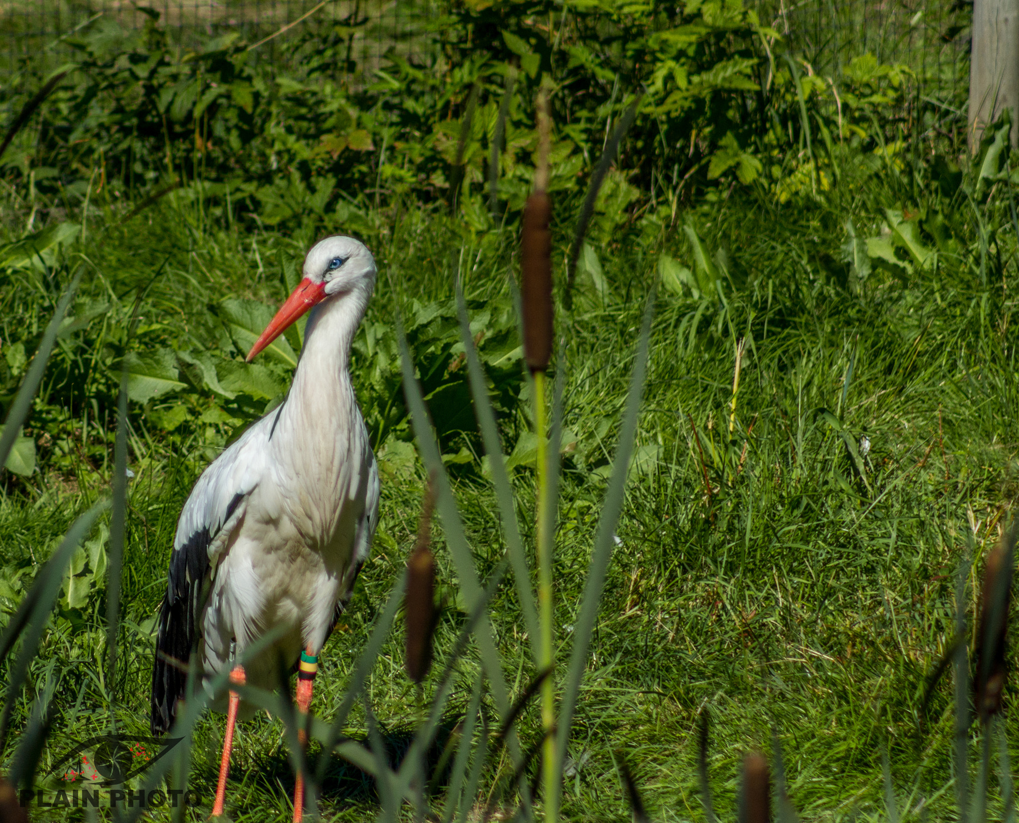 Canon EF 75-300mm f/4-5.6 USM sample photo. Stork photography