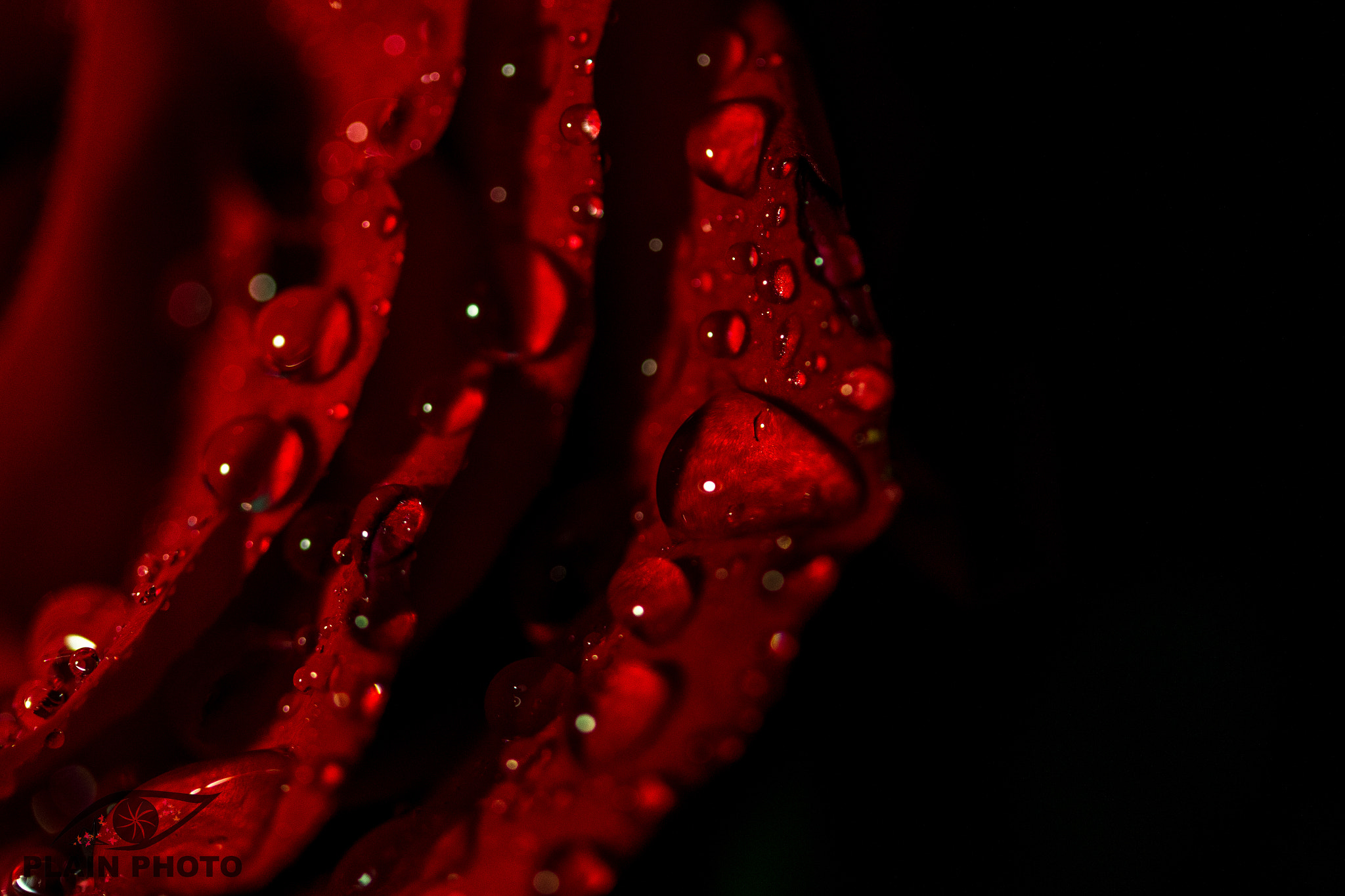 Canon EF-S 60mm F2.8 Macro USM sample photo. Rose drops photography