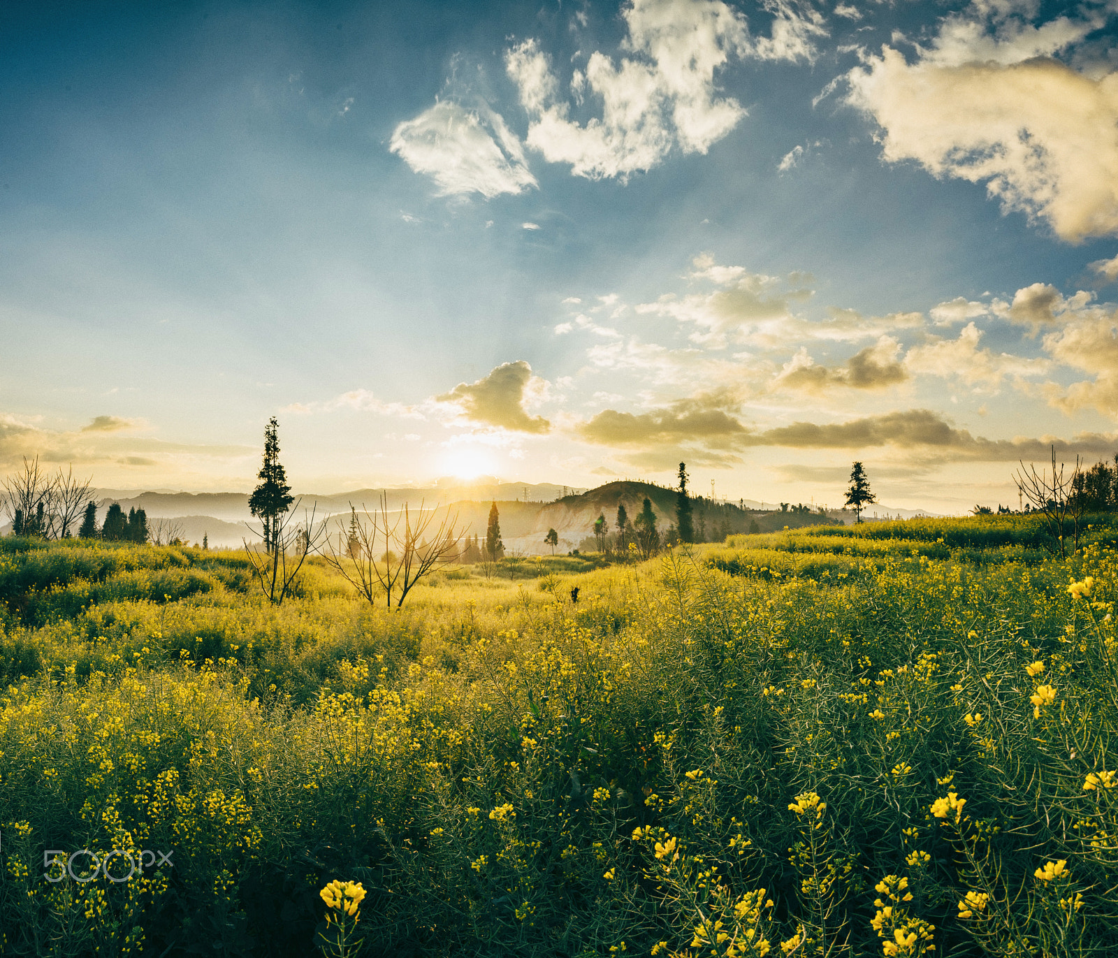 Sony a7 II sample photo. Rape flowers photography