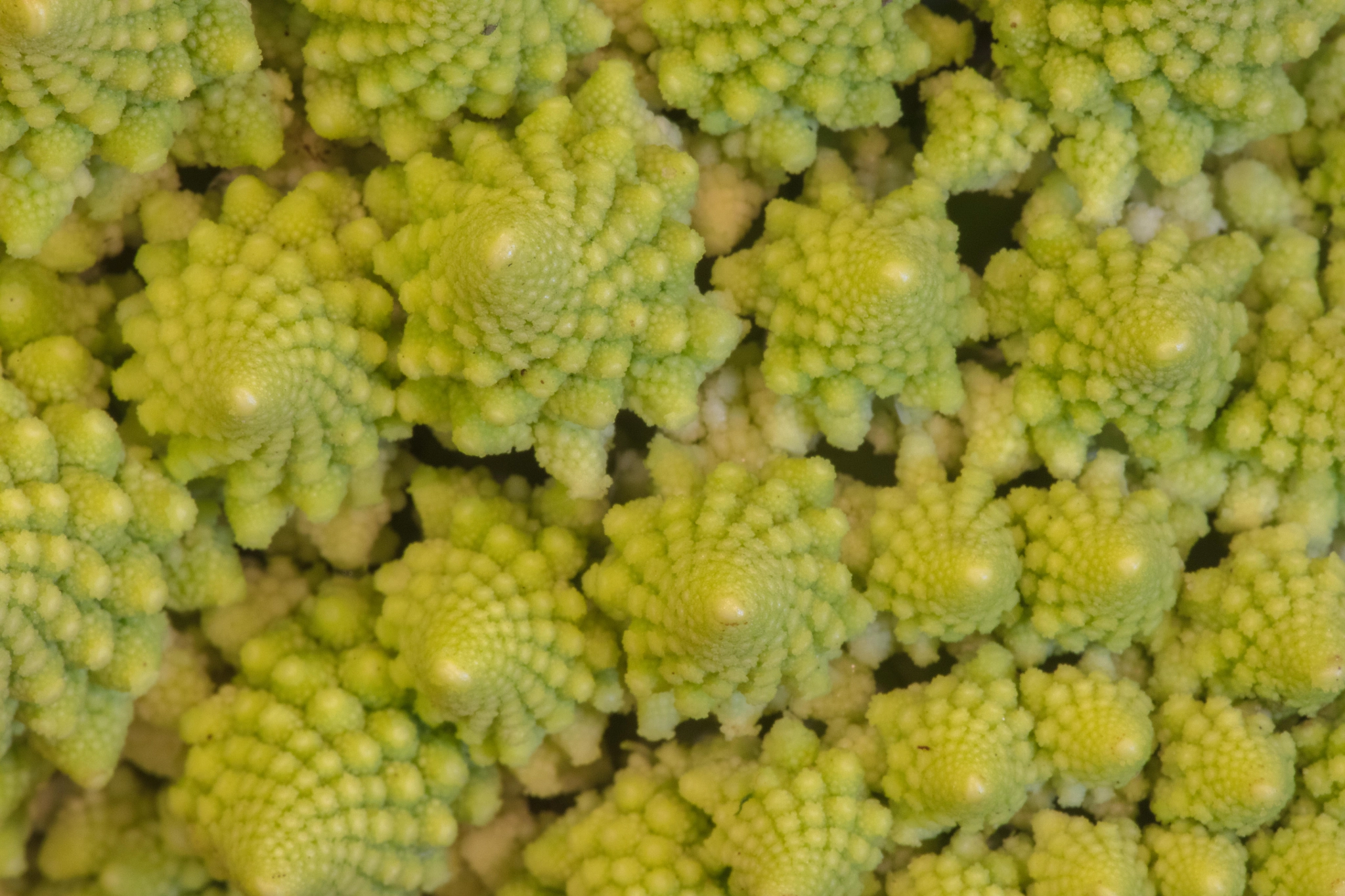 Canon EF 180mm F3.5L Macro USM sample photo. Caulifractal photography