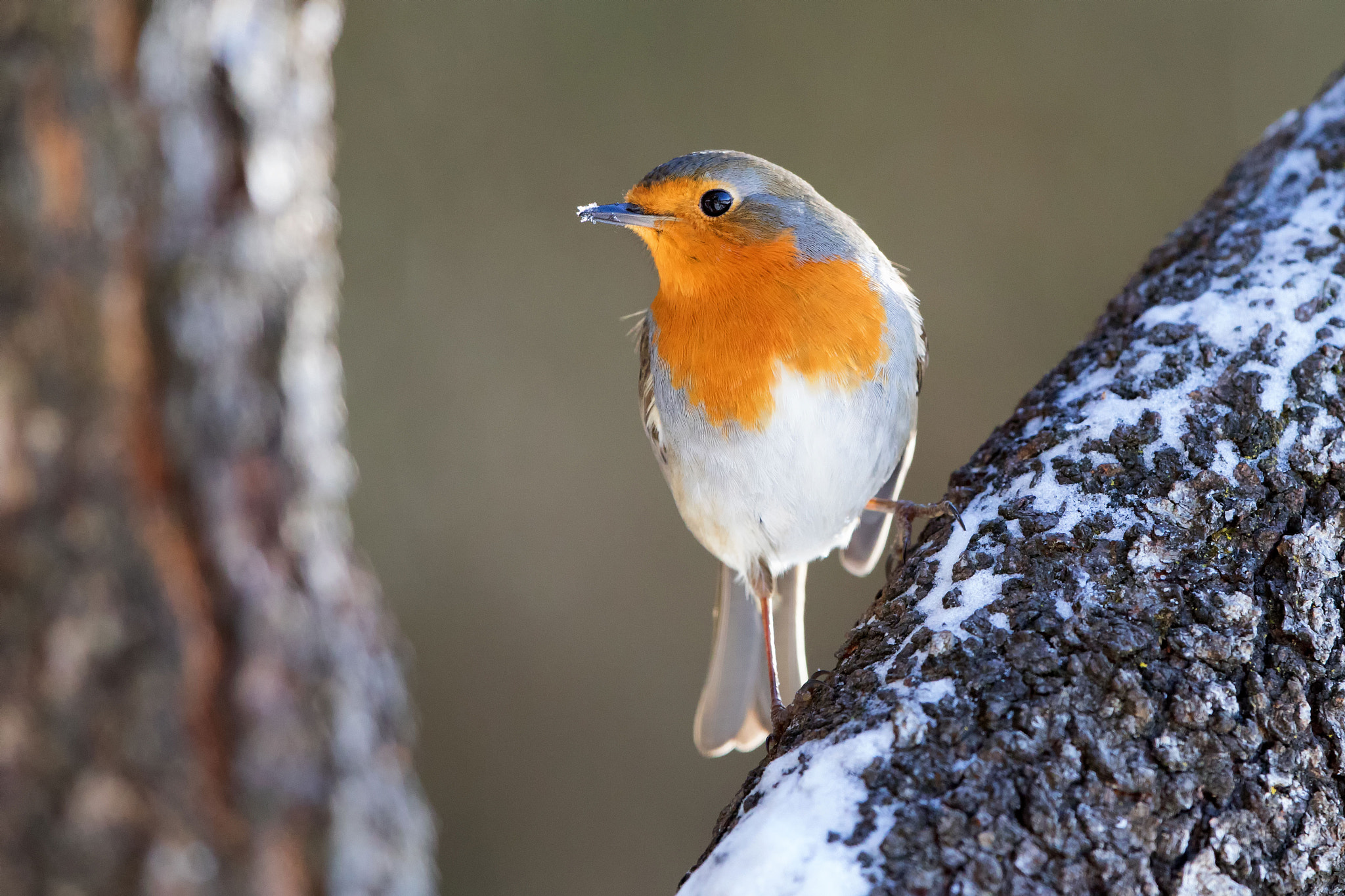 Canon EOS 5D Mark IV + Canon EF 500mm F4L IS II USM sample photo. Robin, my little friend photography