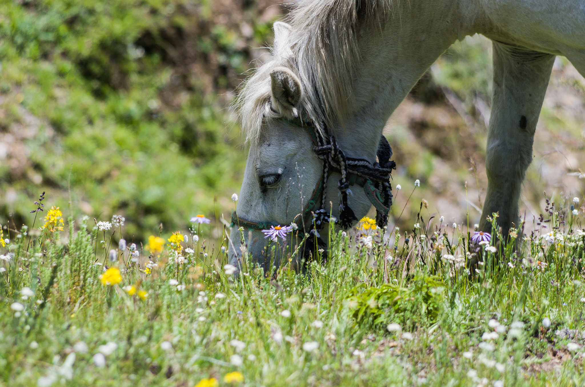 smc PENTAX-DA L 55-300mm F4-5.8 ED sample photo. Smell flowers photography