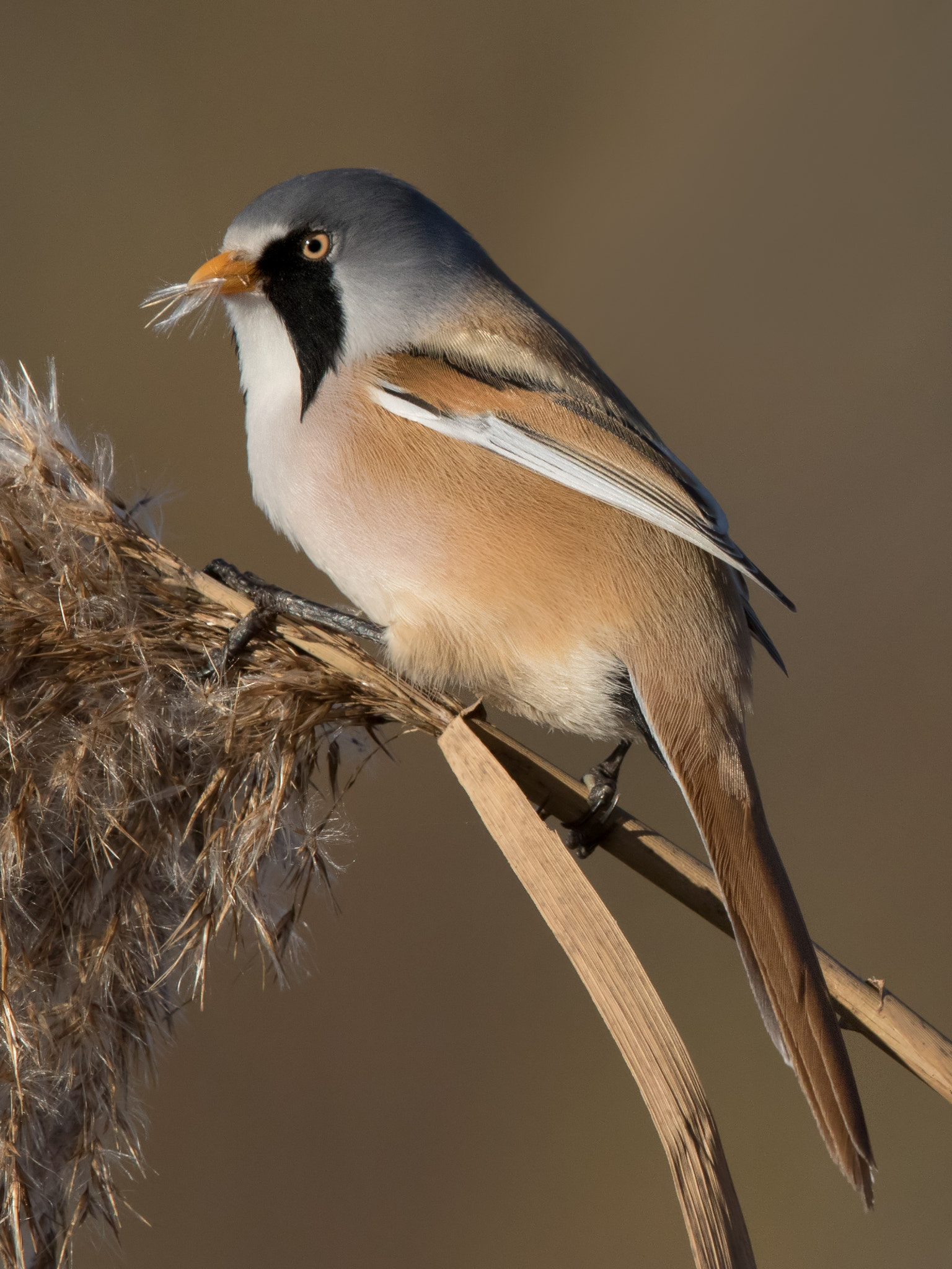 Canon EOS 7D Mark II + Canon EF 500mm F4L IS II USM sample photo. Bearded tit photography