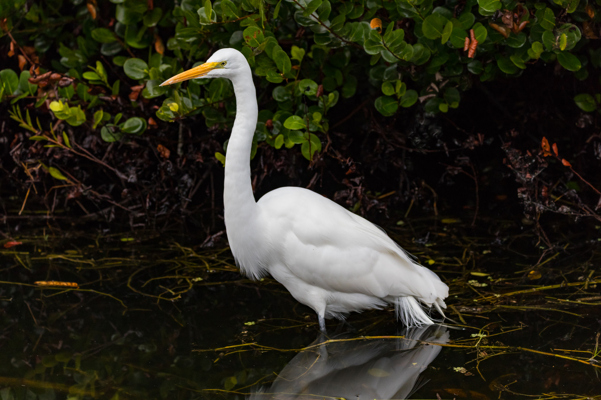 150-600mm F5-6.3 DG OS HSM | Contemporary 015 sample photo. Great egret photography