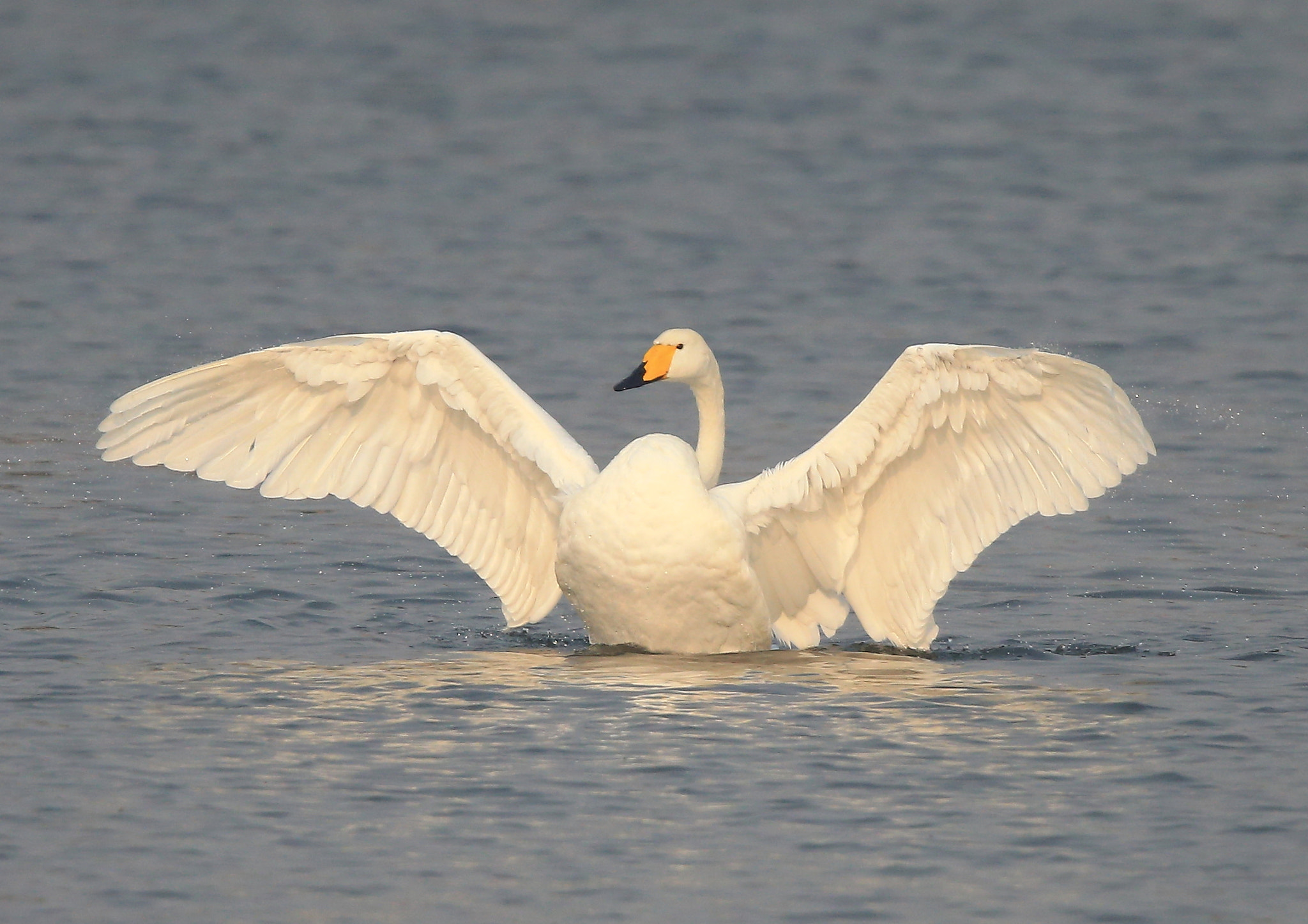 Canon EF 600mm F4L IS II USM sample photo. 1124 photography