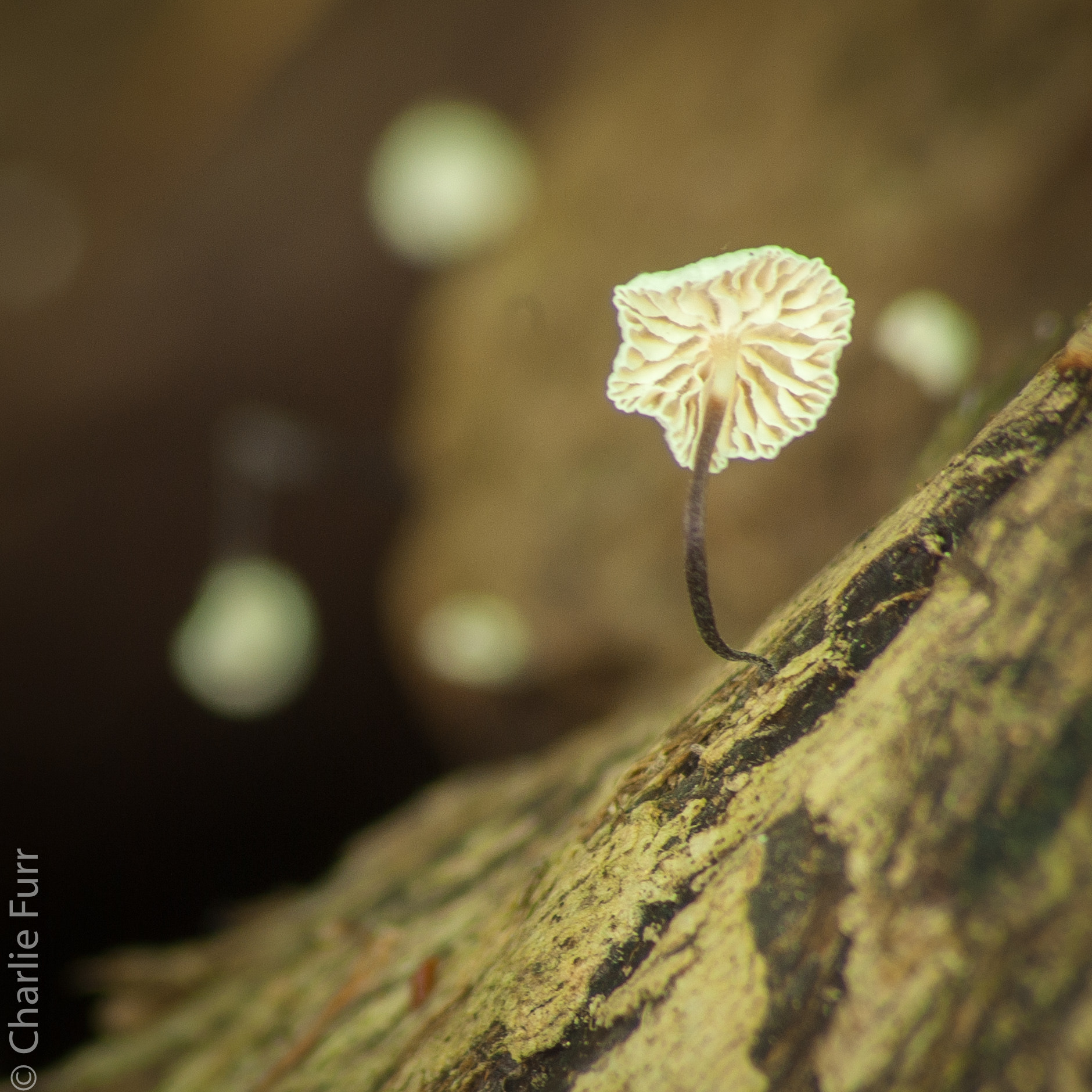 Pentax K10D sample photo. Parasol photography