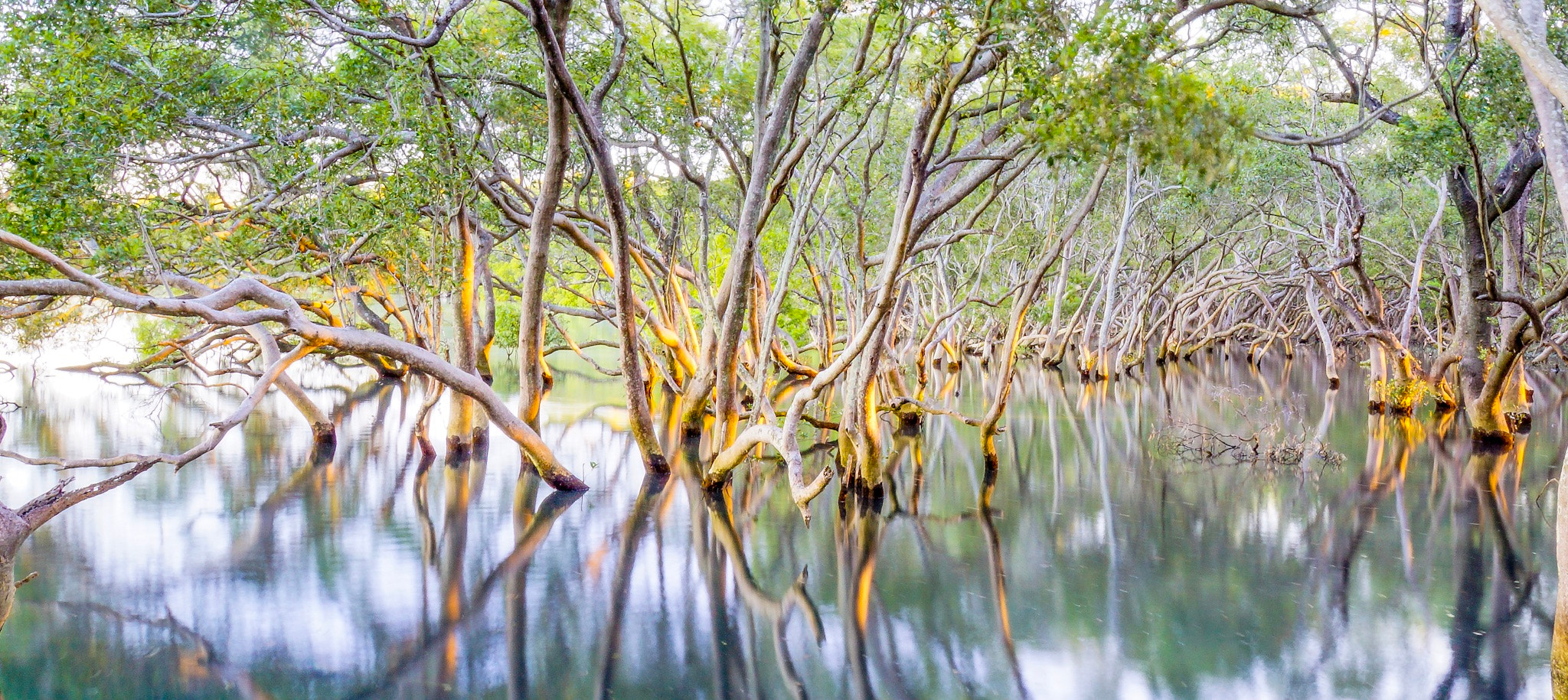 Sony Alpha NEX-7 + Sony E 18-200mm F3.5-6.3 OSS sample photo. Sun dancing through mangroves at sunset photography