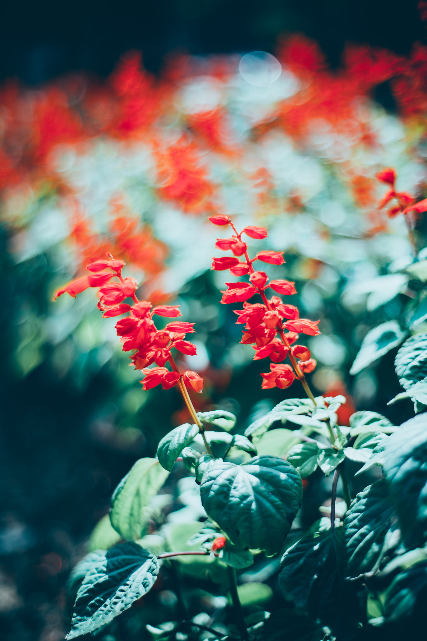 ZEISS Planar T* 50mm F1.4 sample photo. Flower of spring photography