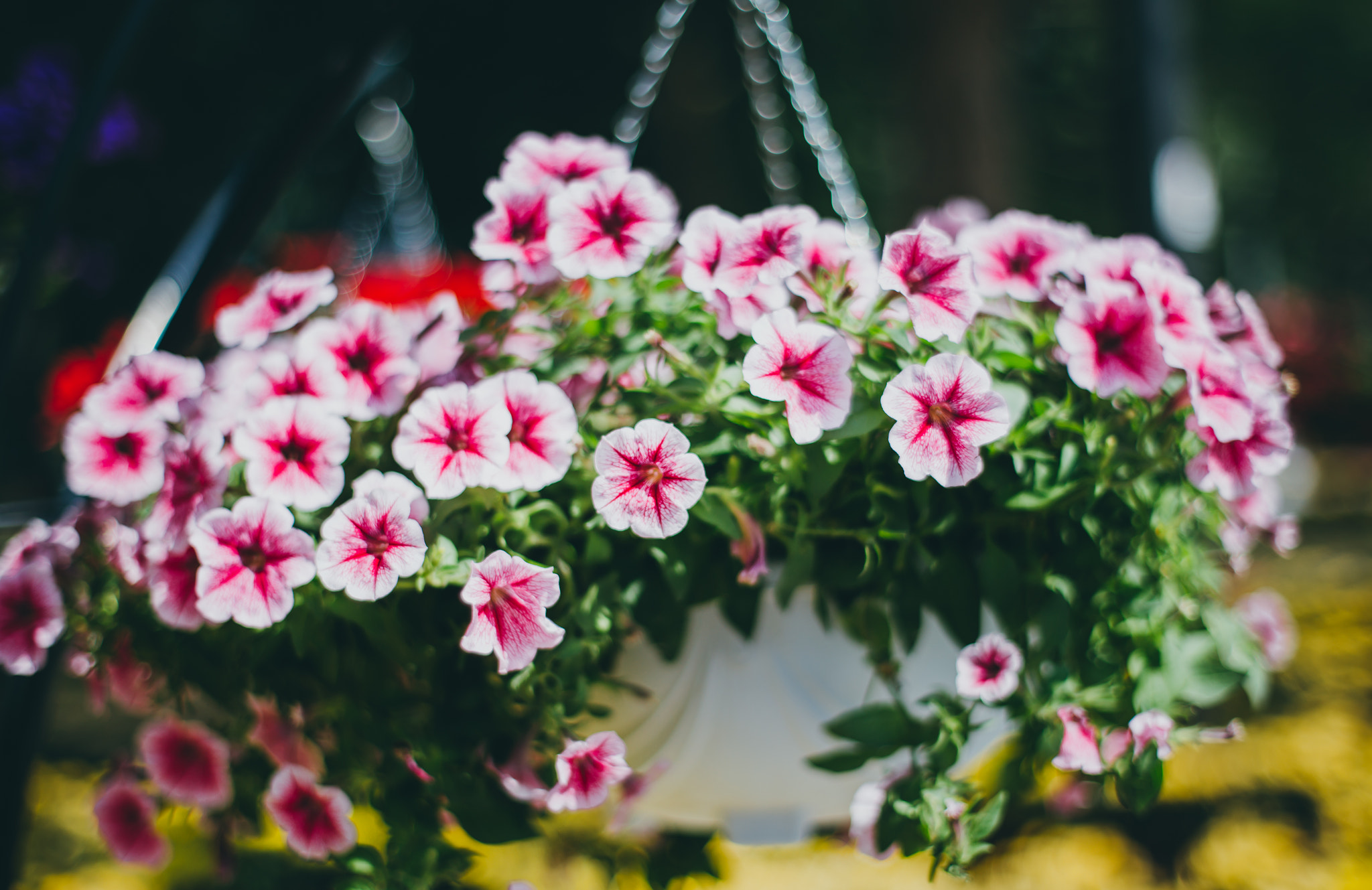 ZEISS Planar T* 50mm F1.4 sample photo. Flower of spring photography