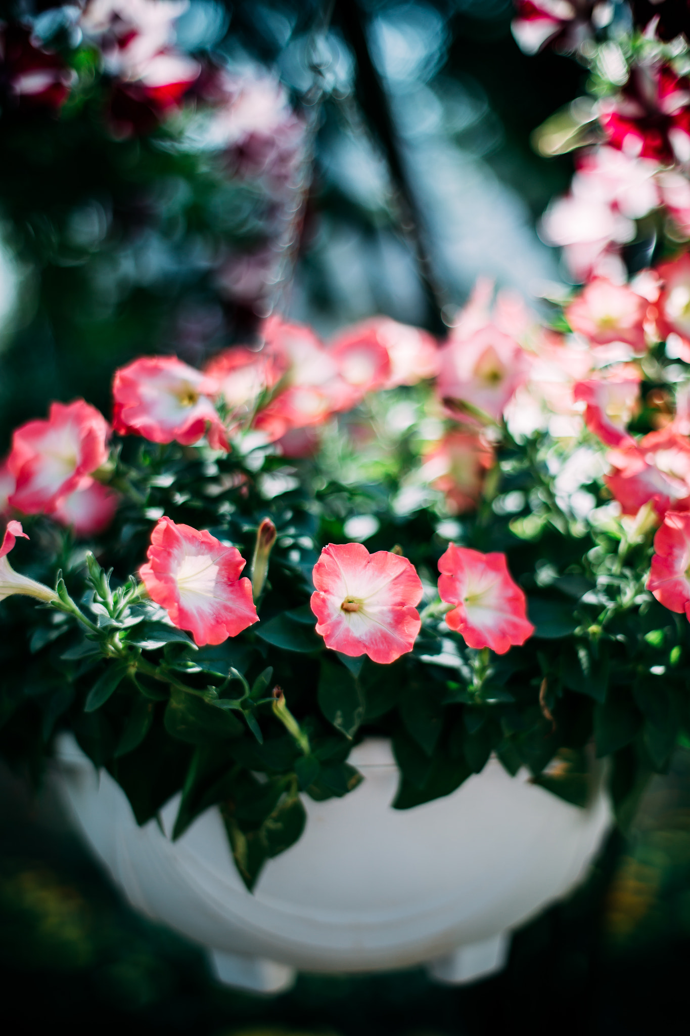 ZEISS Planar T* 50mm F1.4 sample photo. Flower of spring photography