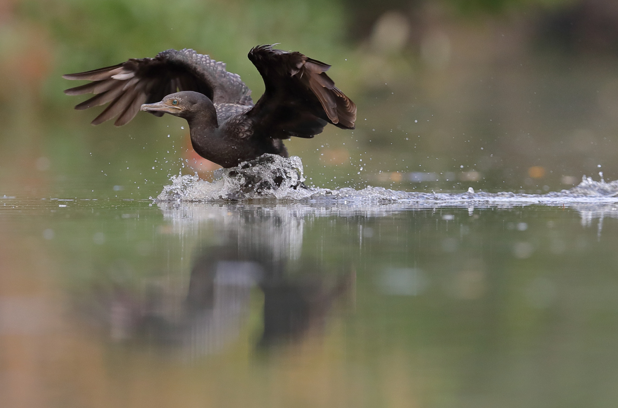 Canon EOS-1D X Mark II + Canon EF 400mm F2.8L IS II USM sample photo. Waterskiing cormorant photography