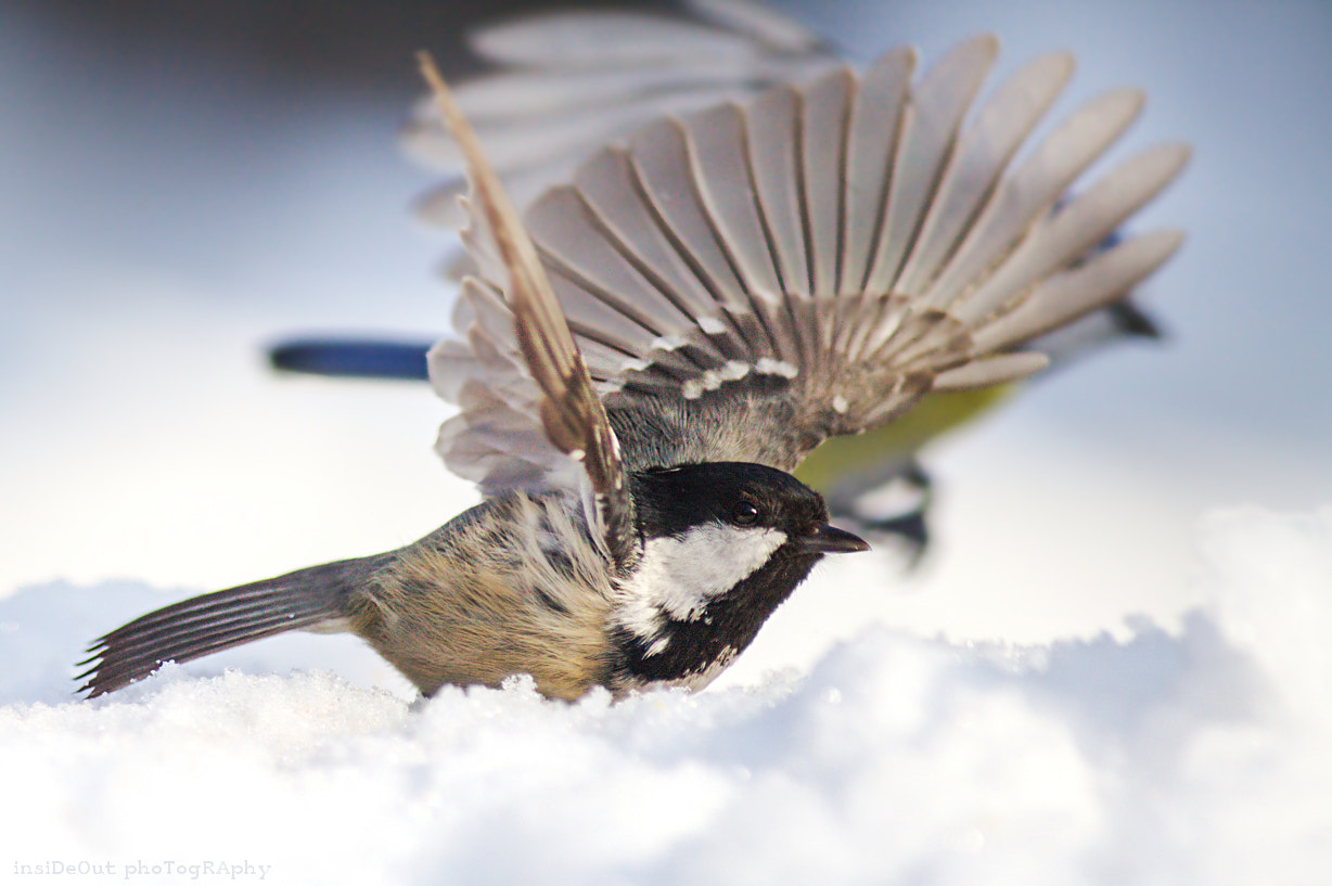 Canon EF 300mm F4L IS USM sample photo. Coal tit photography