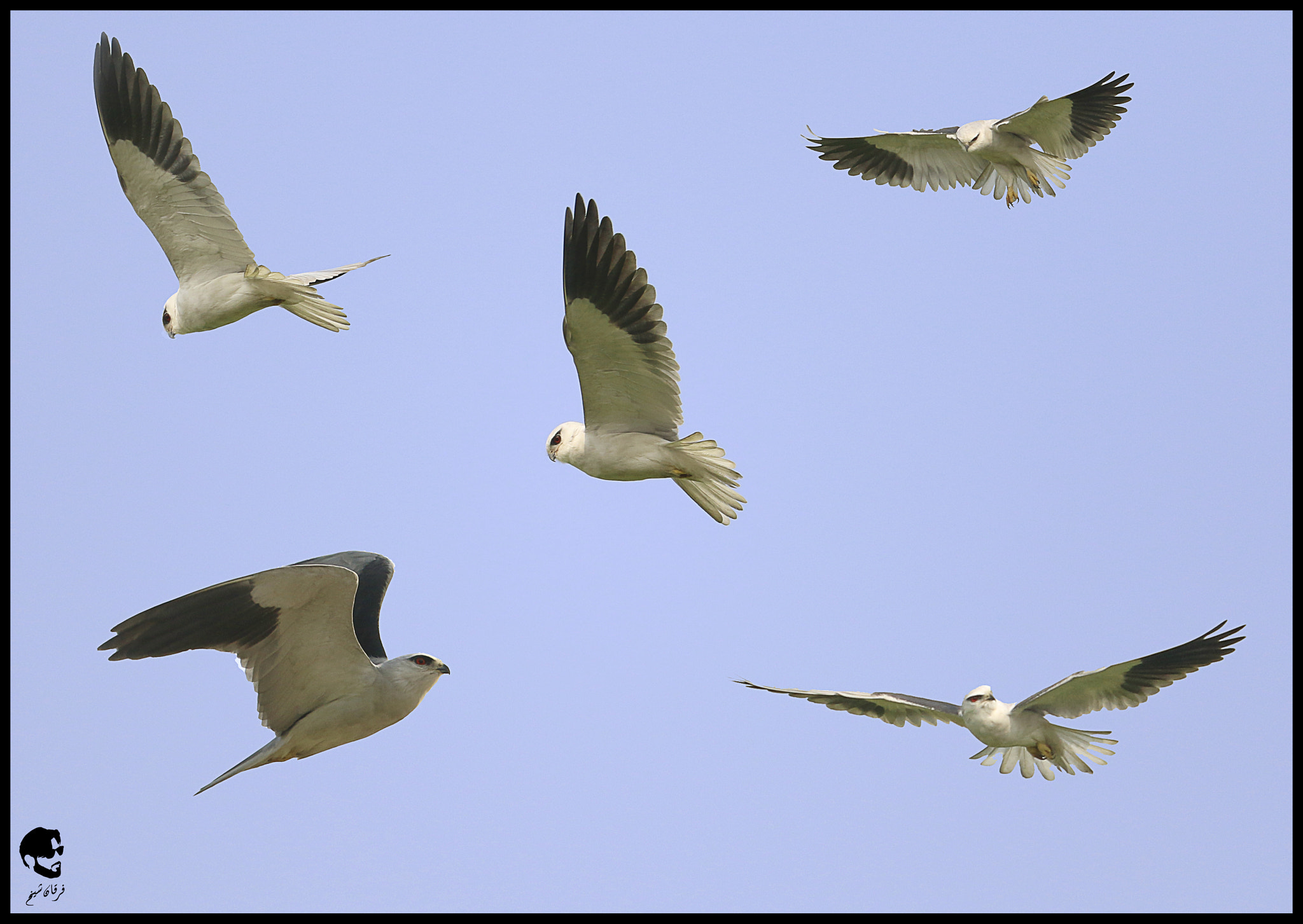 Canon EOS 7D Mark II + Canon EF-S 55-250mm F4-5.6 IS STM sample photo. Black shouldered kite photography