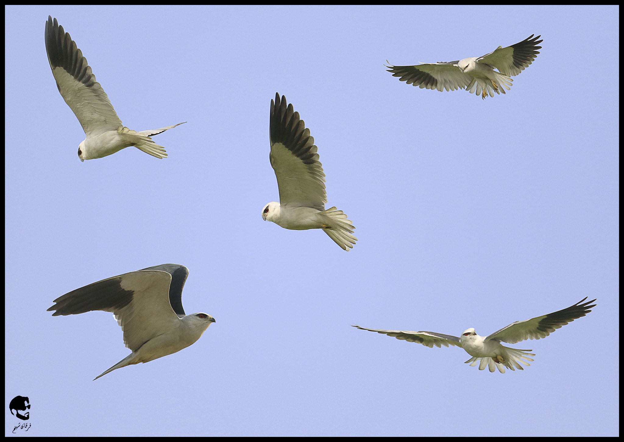 Canon EF-S 55-250mm F4-5.6 IS STM sample photo. Black shouldered kite photography