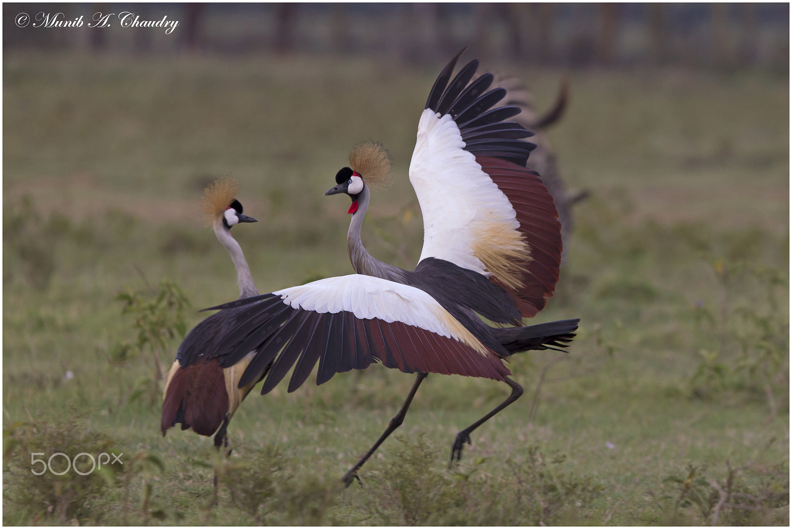 Canon EF 300mm F2.8L IS USM sample photo. Conflict or courtship? photography