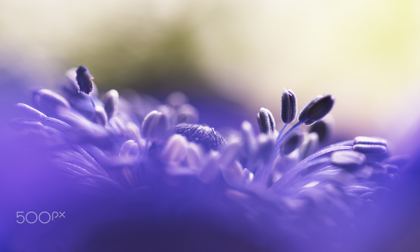 Sigma 105mm F2.8 EX DG OS HSM sample photo. Anemone photography