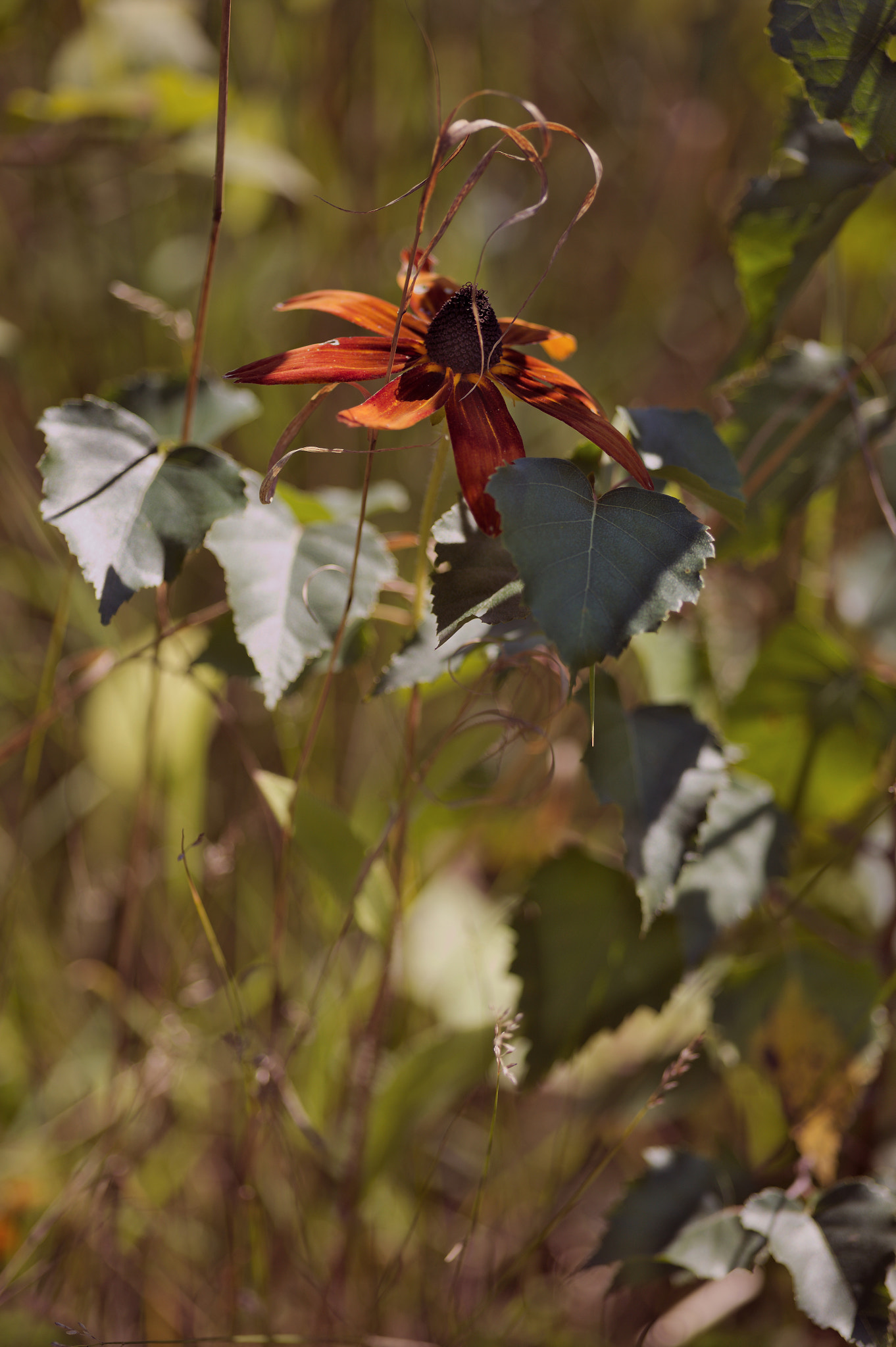 Canon EOS 5D sample photo. Img_2598-1.jpg photography