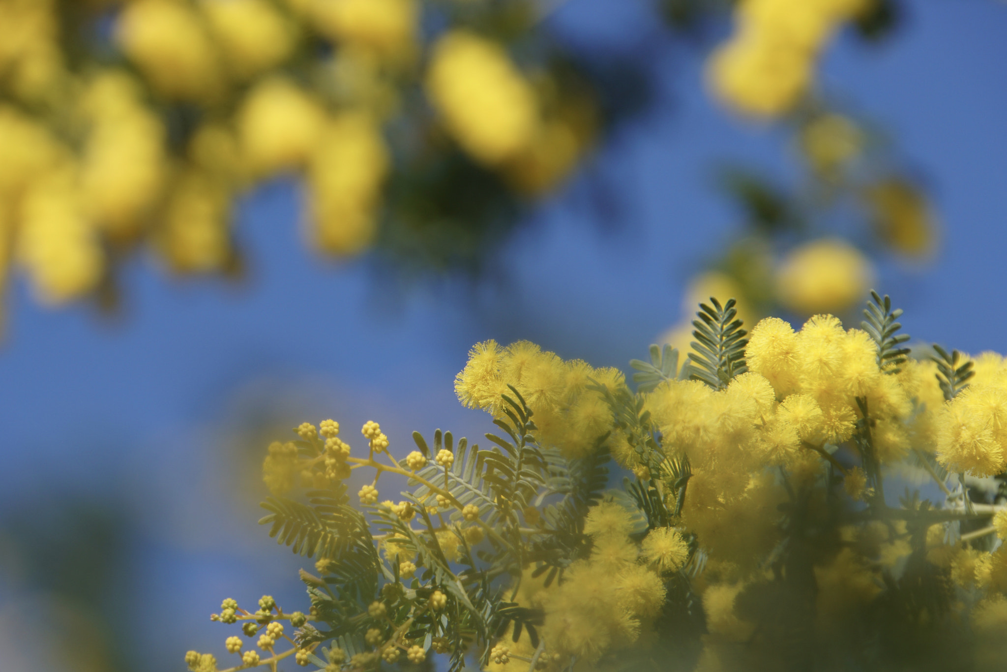 Sony E 18-200mm F3.5-6.3 sample photo. ♡*＊harmony of color＊*♡ photography