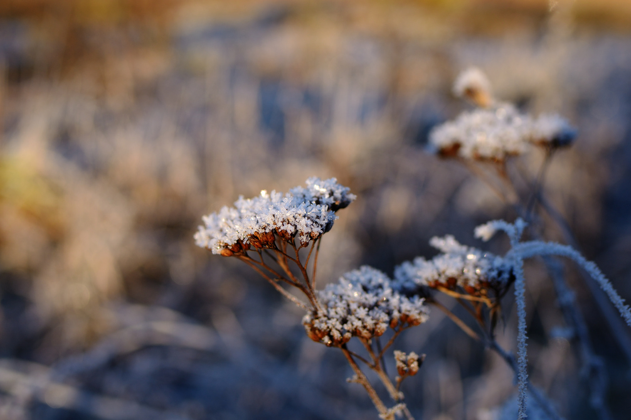 Nikon D3100 + Tamron SP 35mm F1.8 Di VC USD sample photo. Cold flowers photography