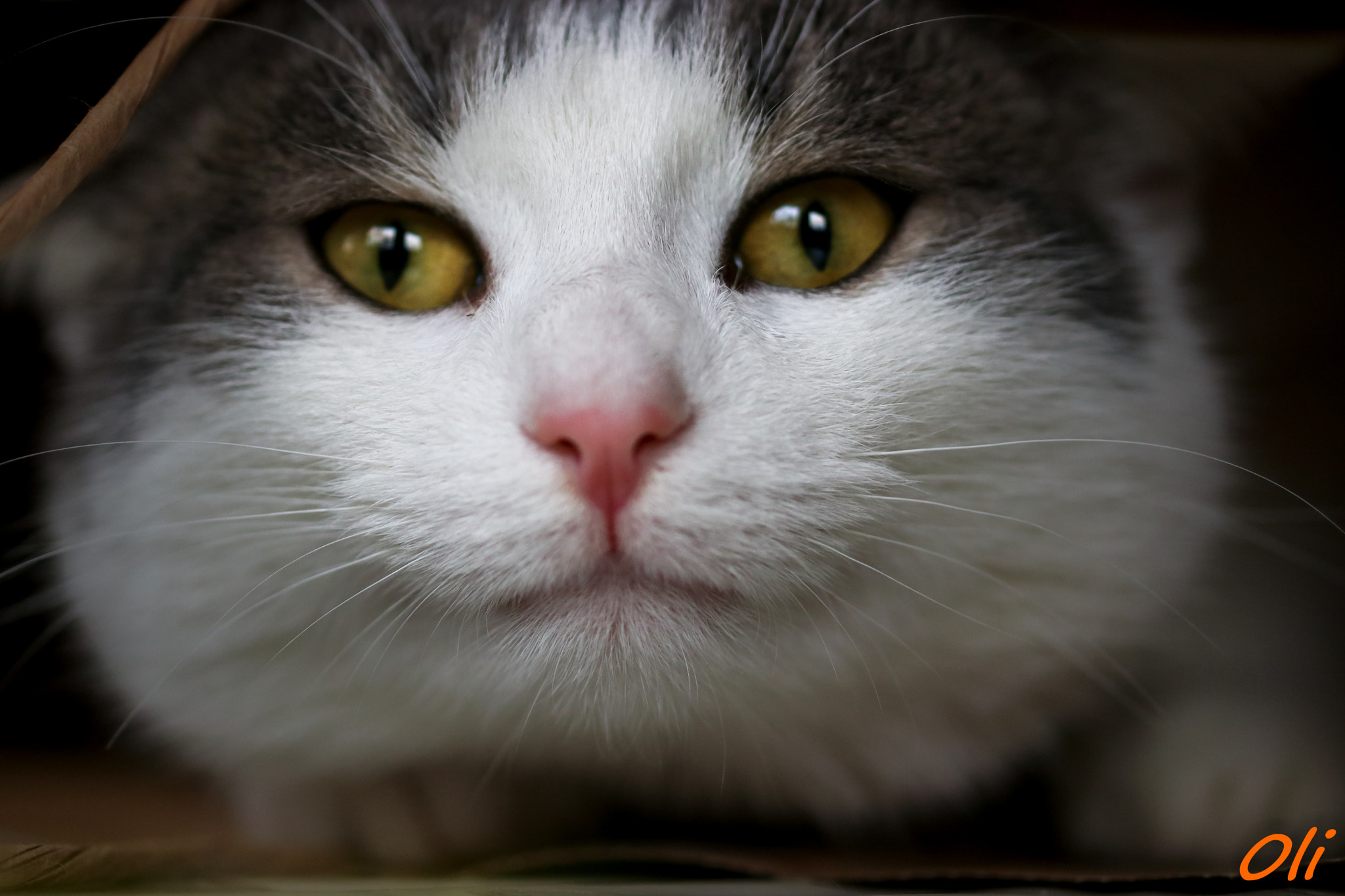 Sigma 105mm F2.8 EX DG OS HSM sample photo. Le chat photography