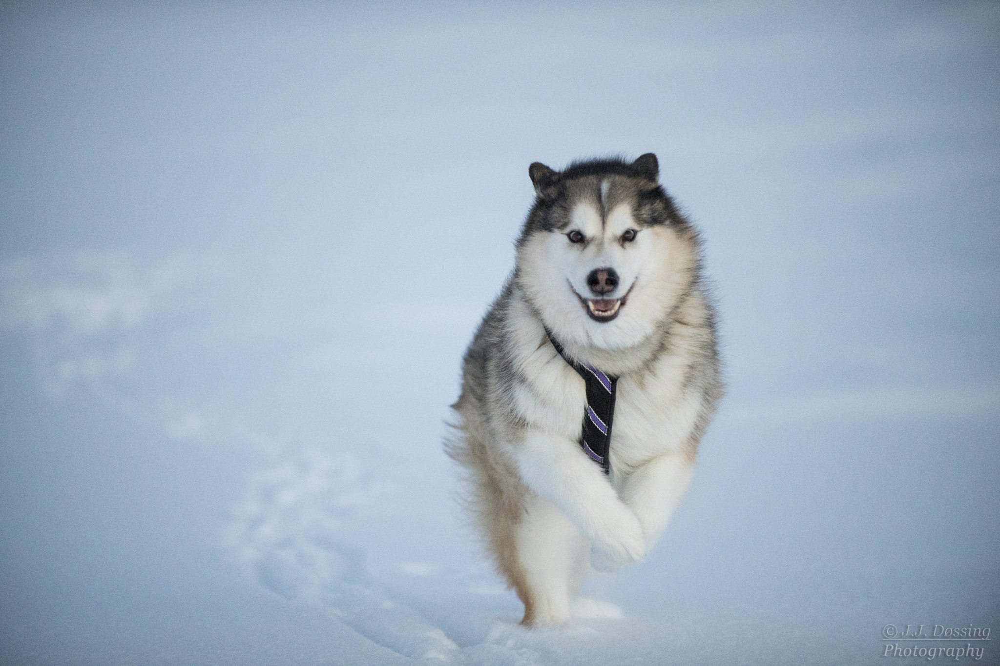 Nikon D5 sample photo. Run run run... photography